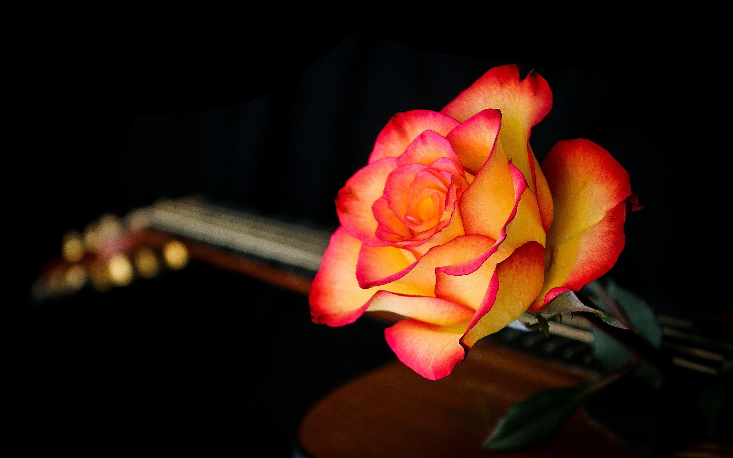 2560x1600 Wallpaper Red Orange Rose 2880x1800 HD Picture, Image