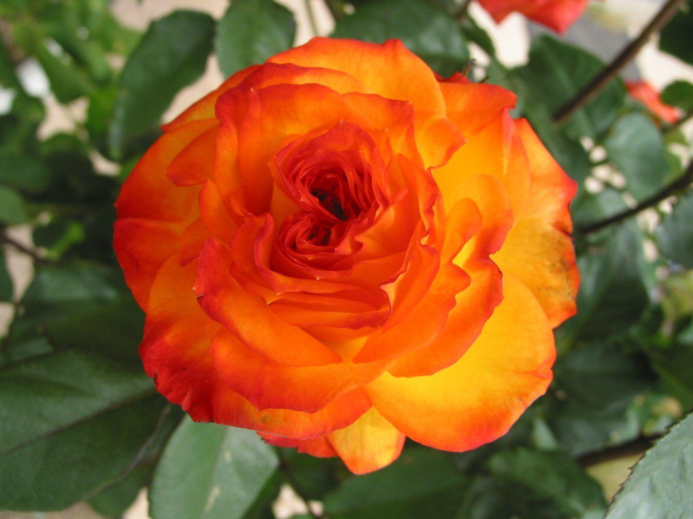 1363x1022 Orange Roses Wallpaper .