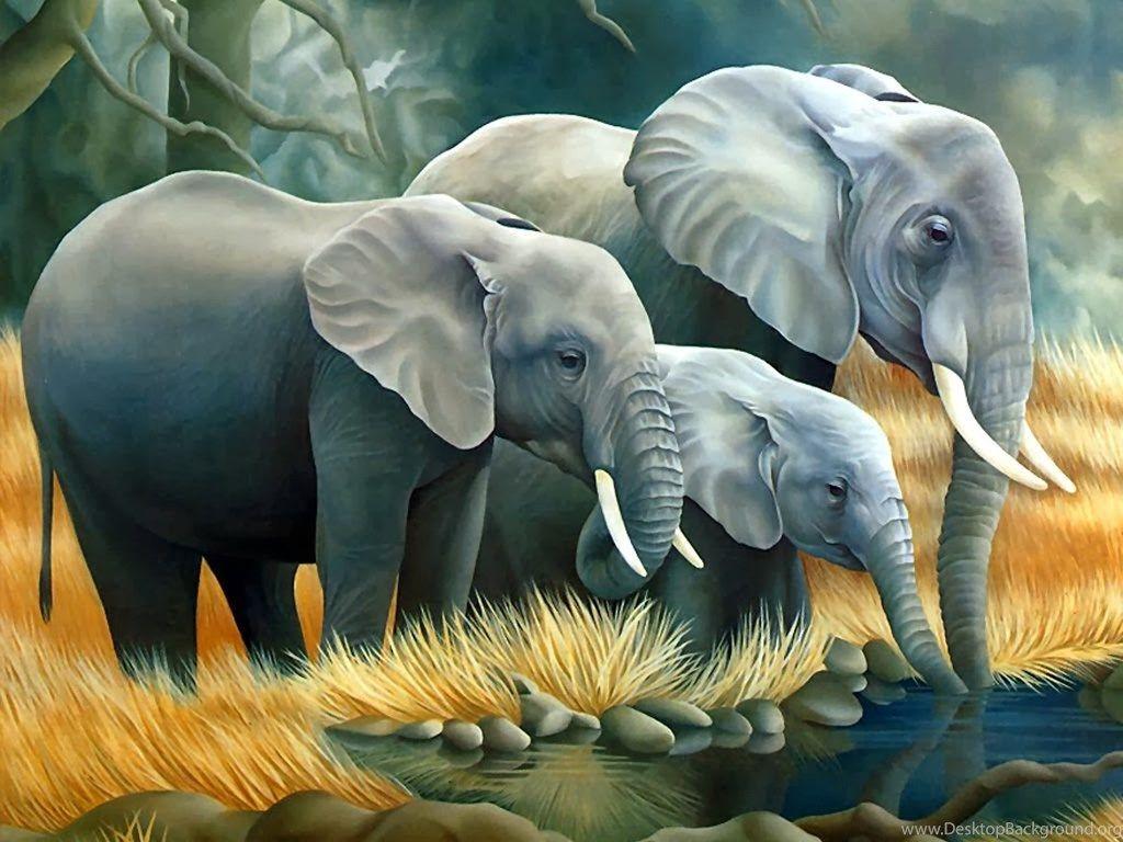 Beautiful Elephant Hd Wallpapers Top Free Beautiful Elephant Hd Backgrounds Wallpaperaccess