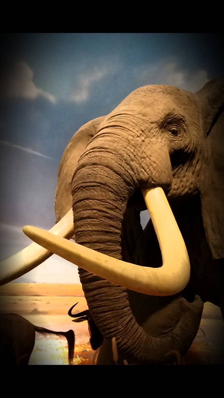 720x1280 Beautiful elephant wallpaper