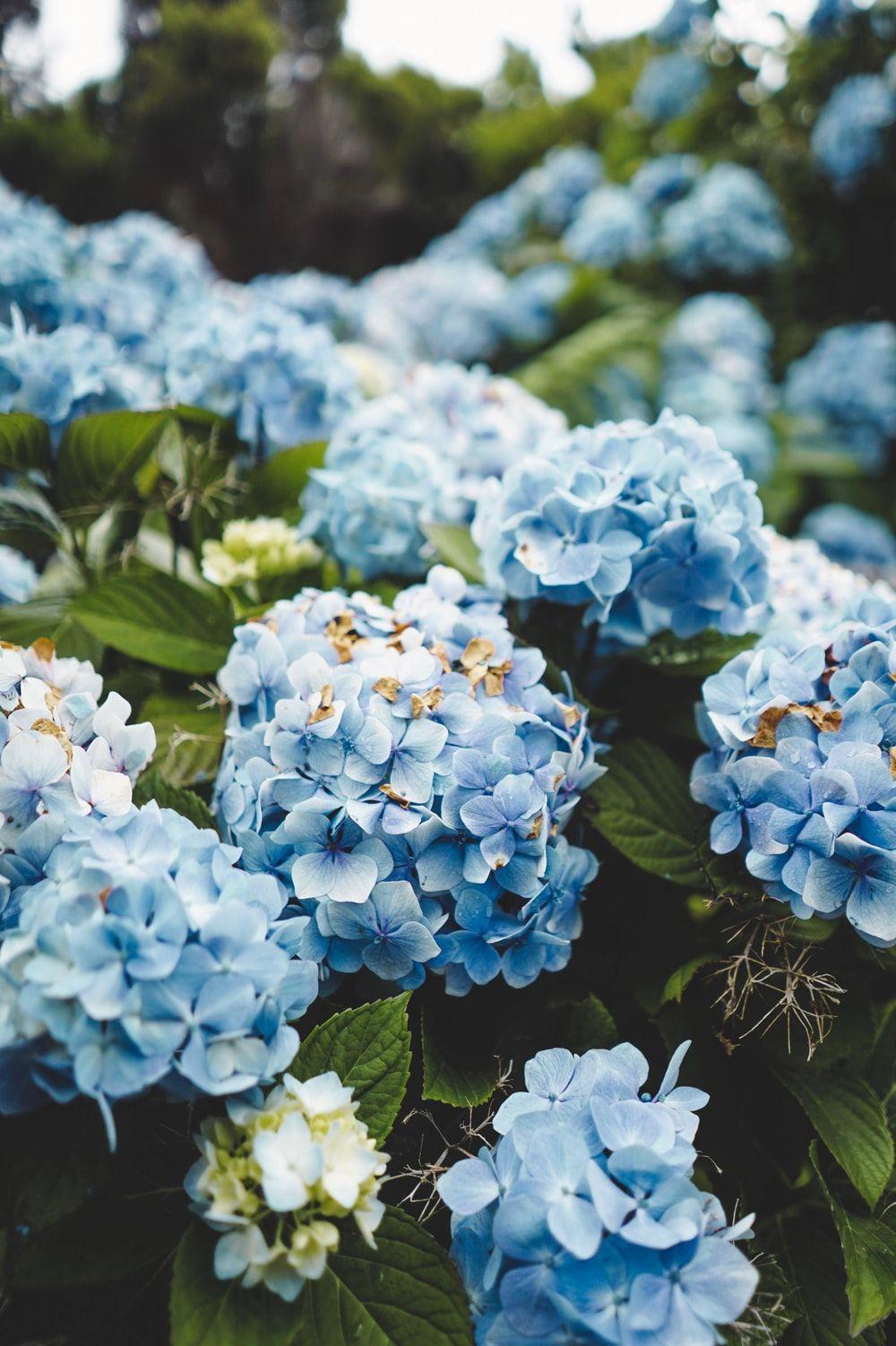 Light Blue Flower Wallpapers - Top Free Light Blue Flower Backgrounds