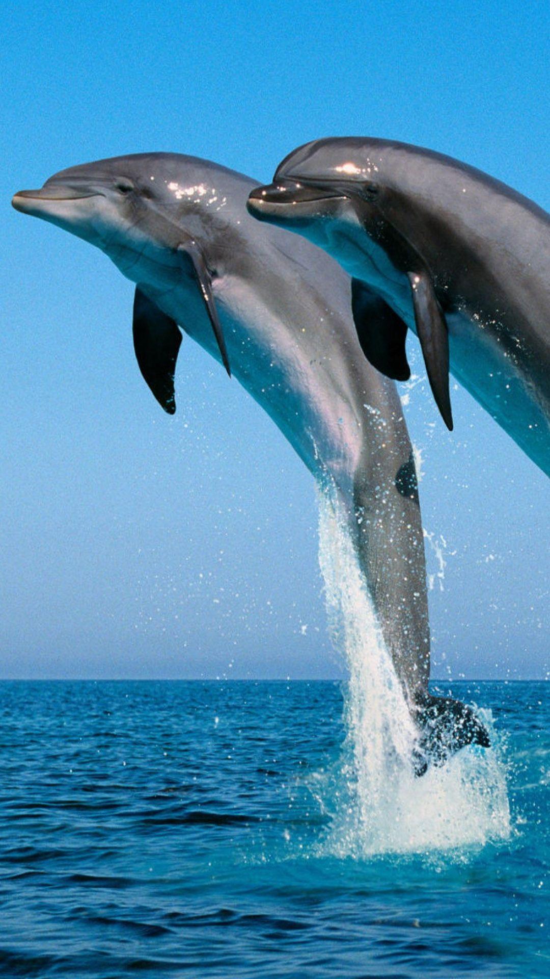 1080x1920 Dolphin Wallpaper For Mobile