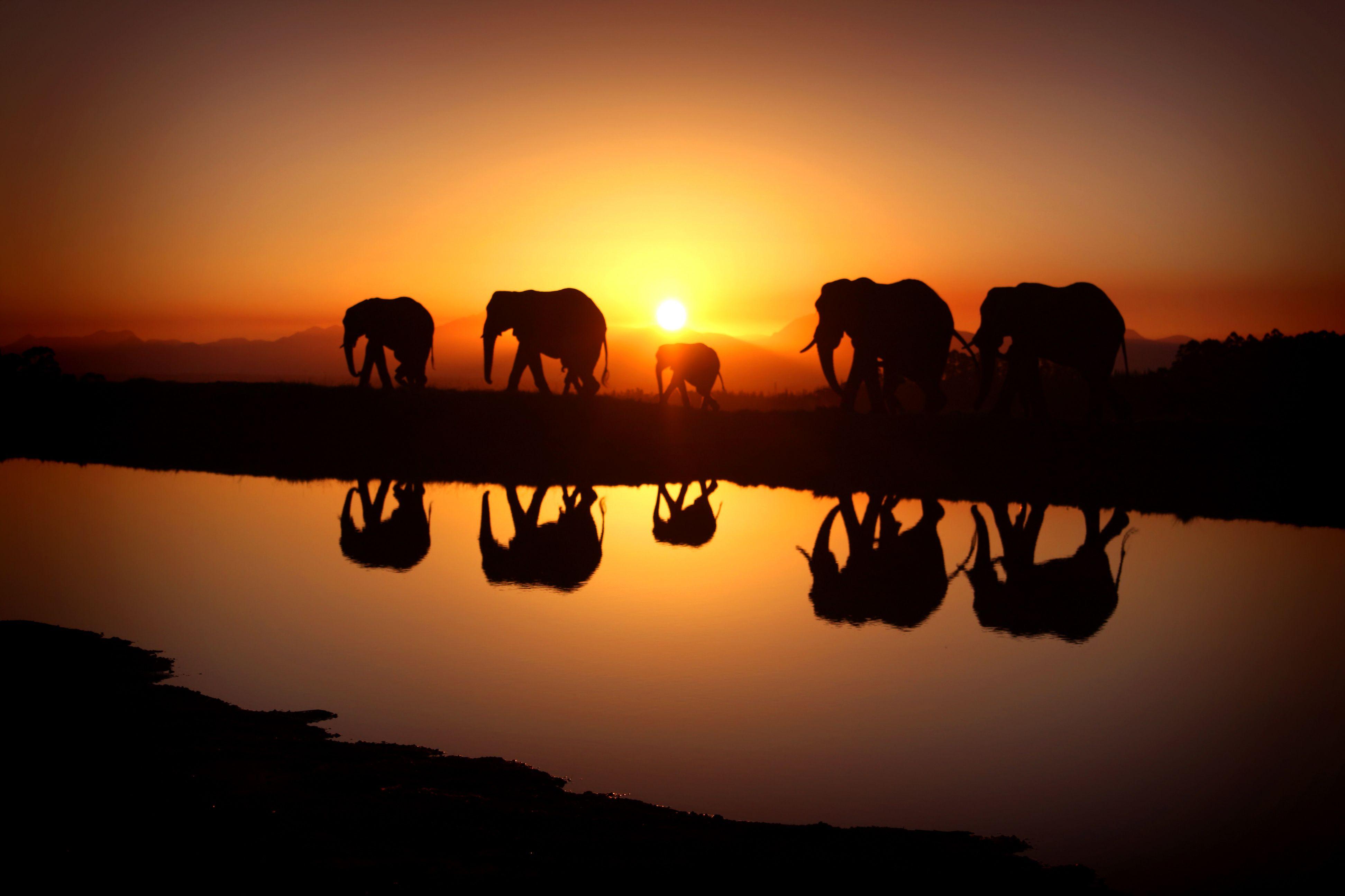3888x2592 Beautiful Sunset And Elephants Background Quality Image And Transparent PNG Free Clipart