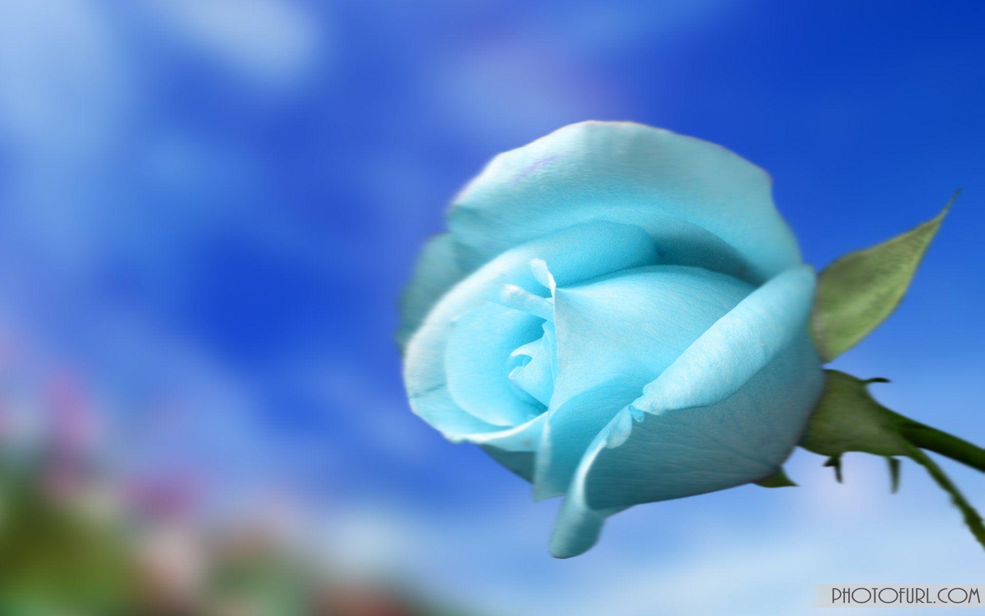 Light Blue Flower Wallpapers - Top Free Light Blue Flower Backgrounds