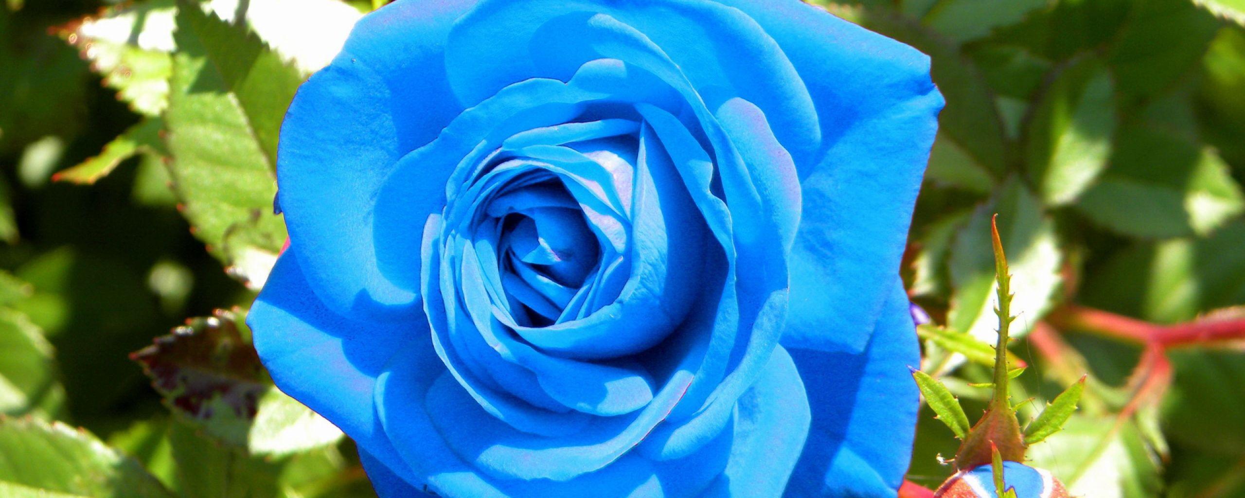 2560x1024 Light Blue Flower Wallpaper Abstract HD Background