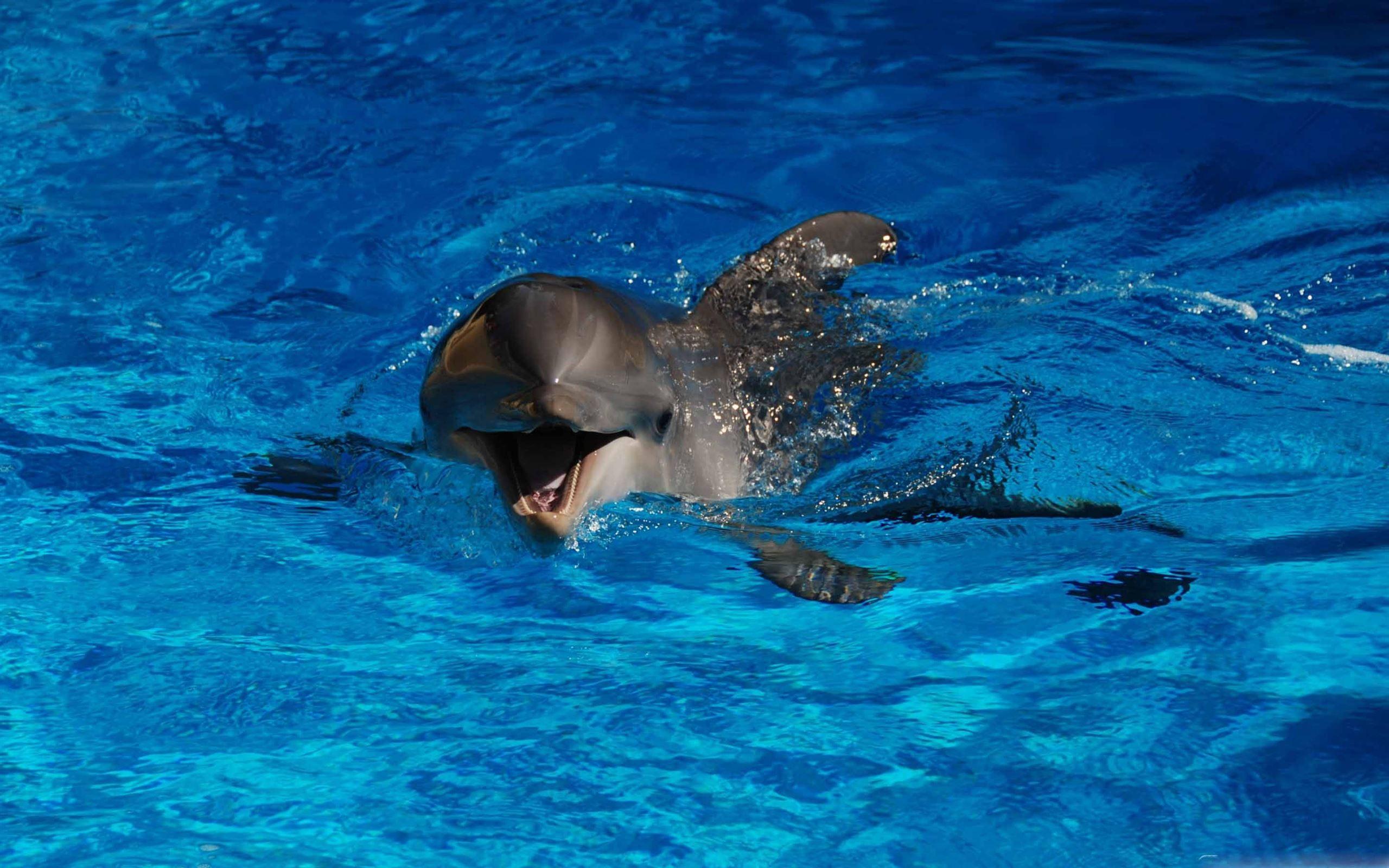 2560x1600 Best Dolphin Mac Wallpaper Free HD Download