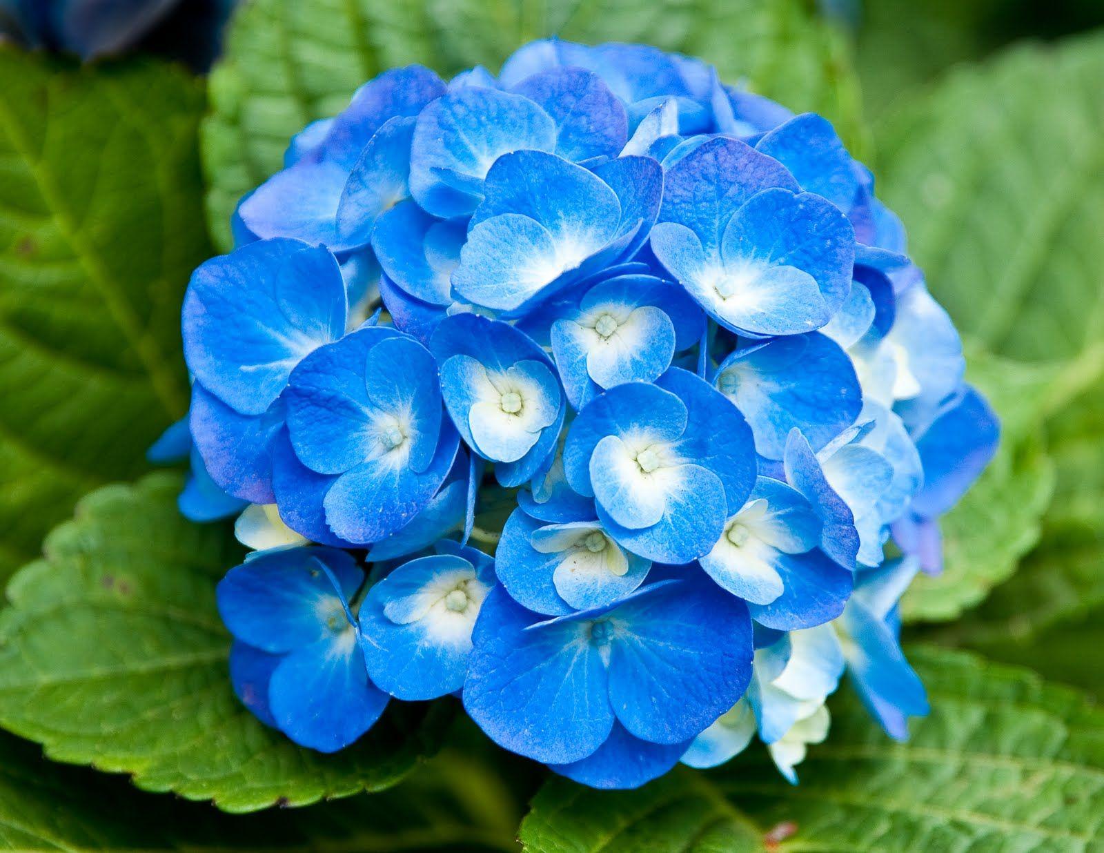 1600x1236 Light Blue Flowers Wallpaper
