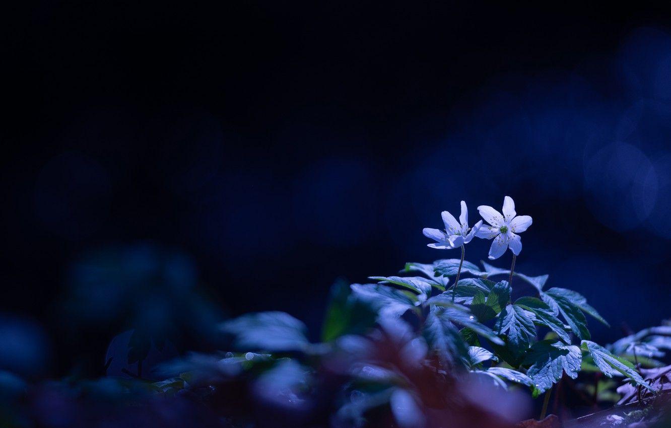 1332x850 Wallpaper leaves, light, flowers, blue, the dark background, glade, spring, white, flowers, forest, bokeh, forest, anemone image for desktop, section цветы