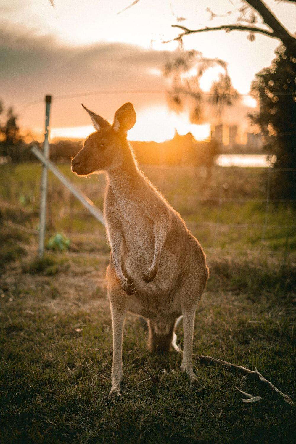 1000x1500 Australian Animal Picture. Download Free Image