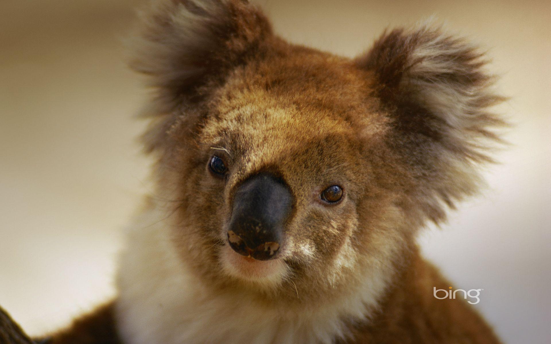 1920x1200 Bing Image As Wallpaper. portrait of a koala Wallpaper fanclubs. Animals, Koala bear, Cute animals