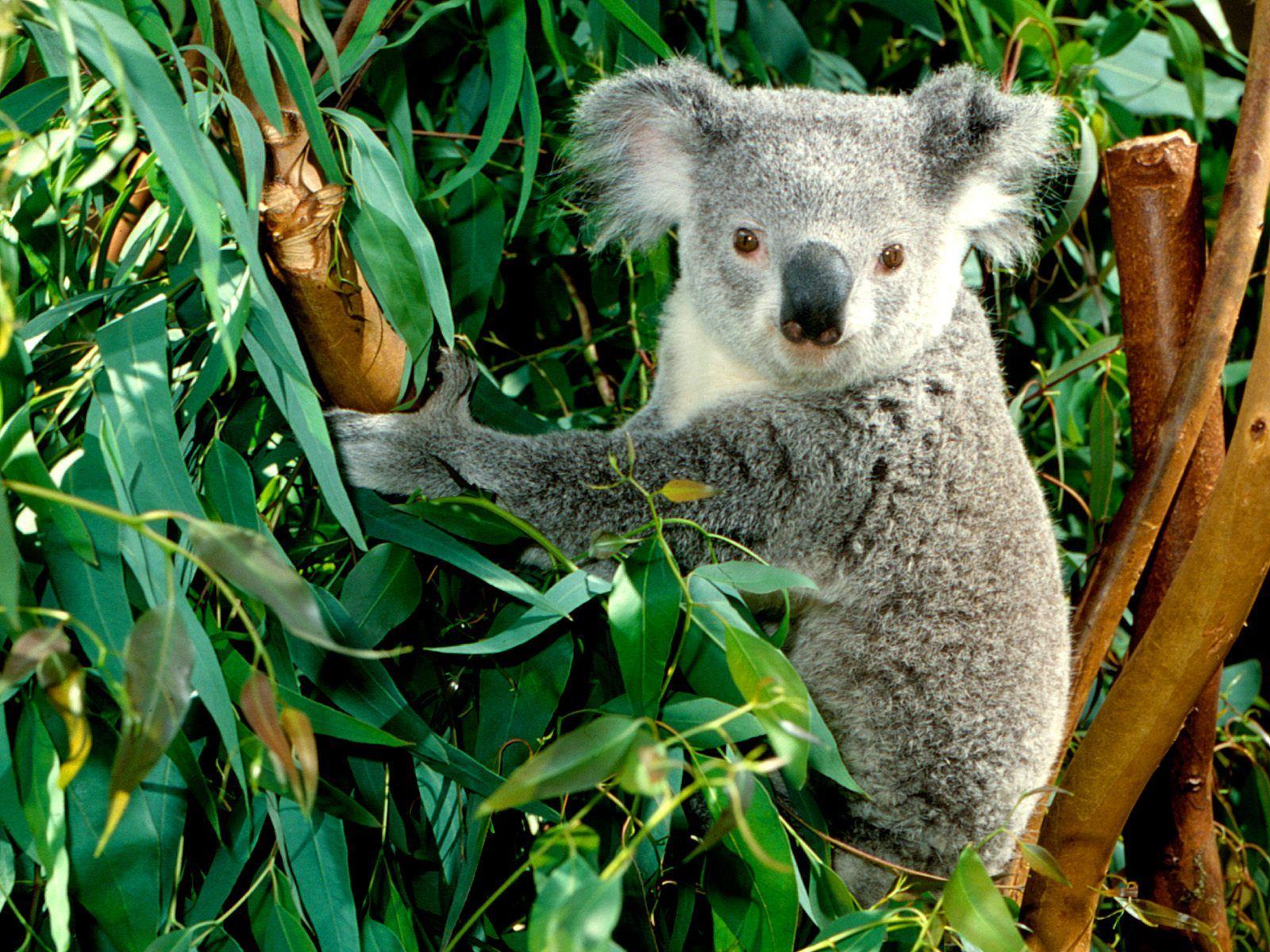 1600x1200 Fun Animals Wiki, Videos, Picture, Stories: Koala Wallpaper