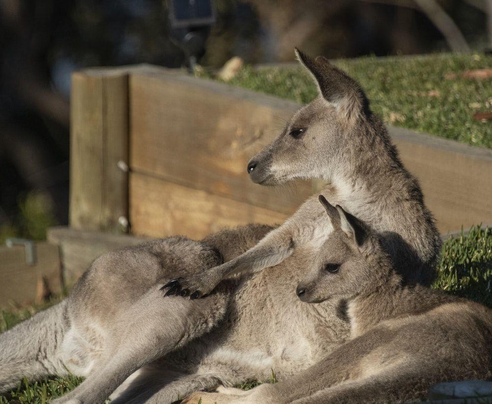 1000x821 Australian Animal Picture. Download Free Image
