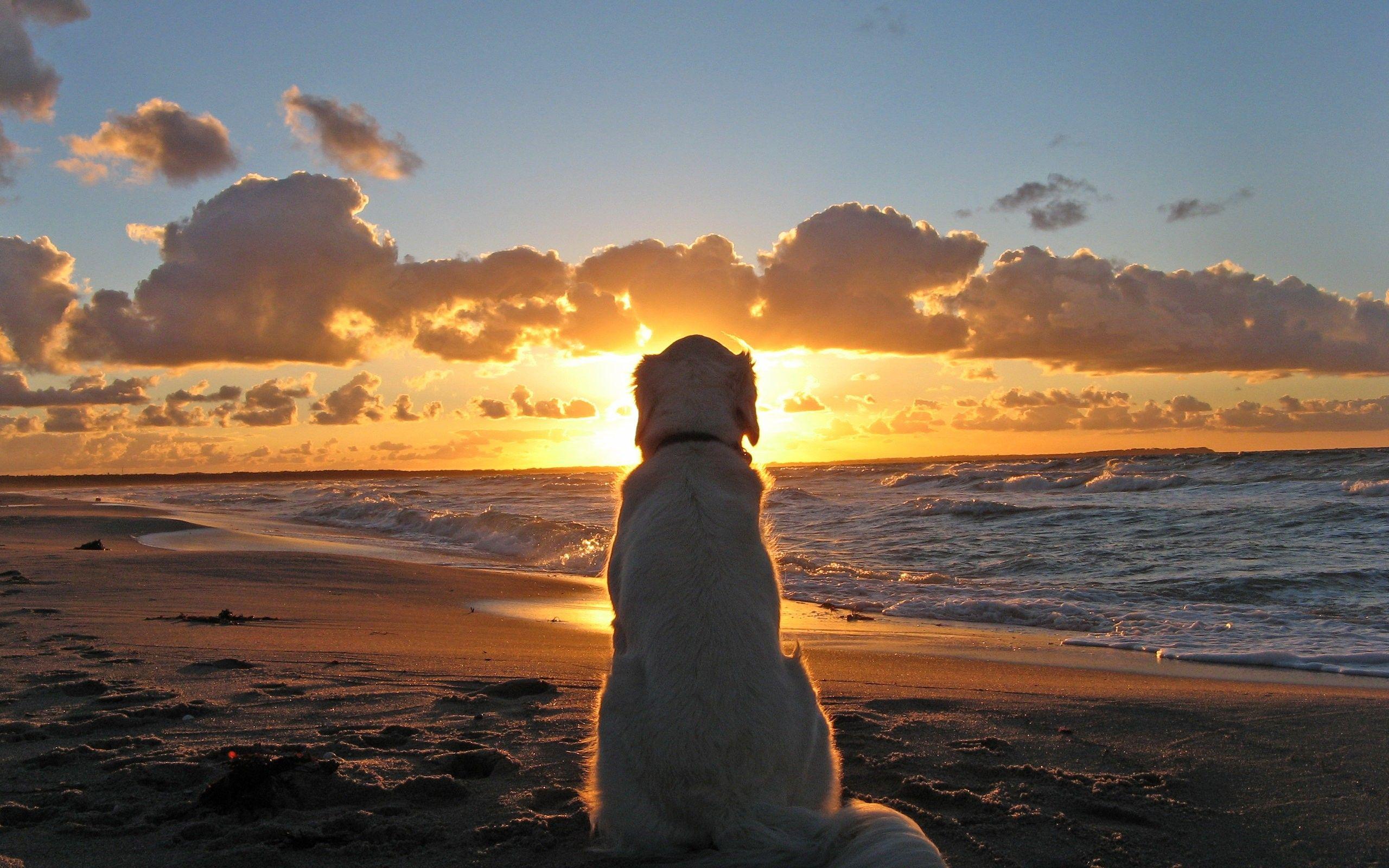 2560x1600 Golden retriever at sunset wallpaperx1600