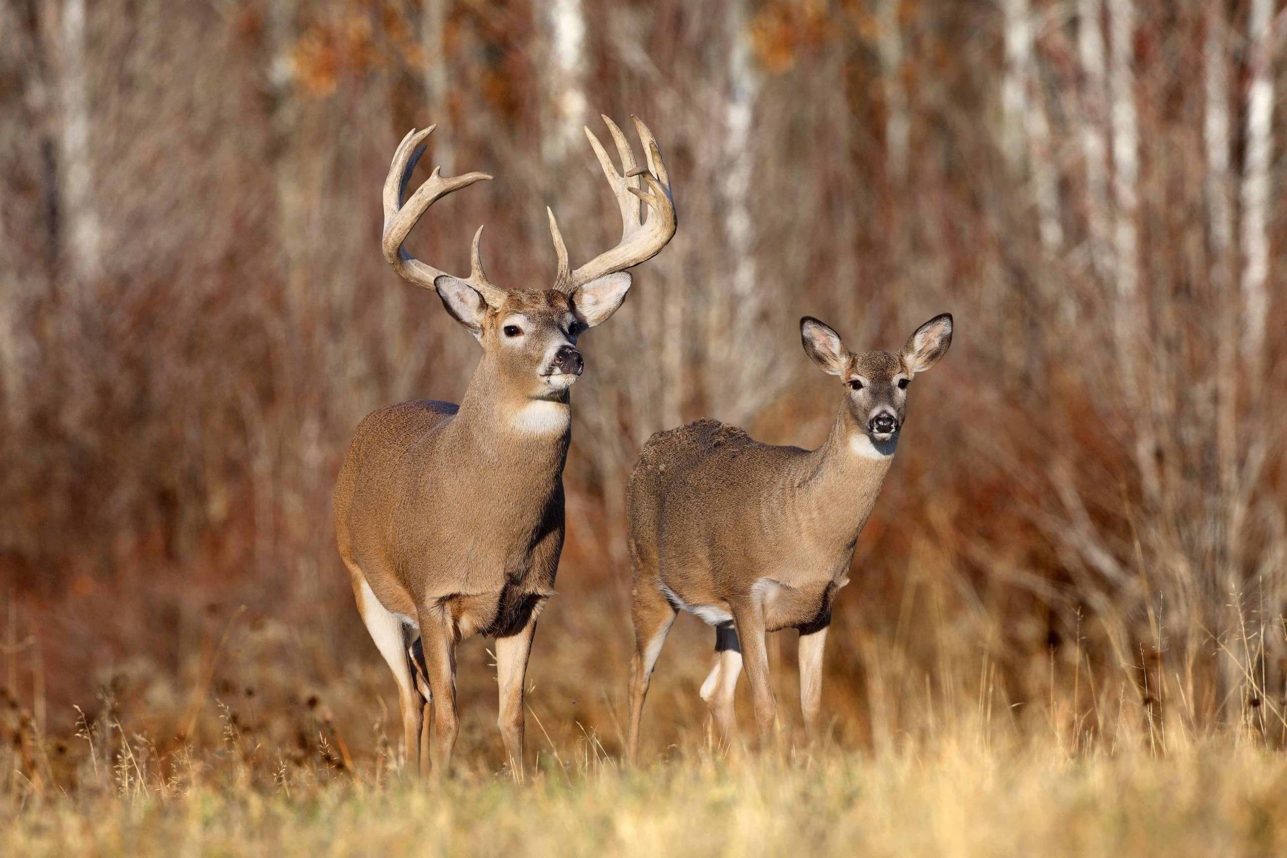 2580x1720 Cool Deer, iPhone, Desktop HD Background / Wallpaper (1080p, 4k) (2580x1720) (2021)