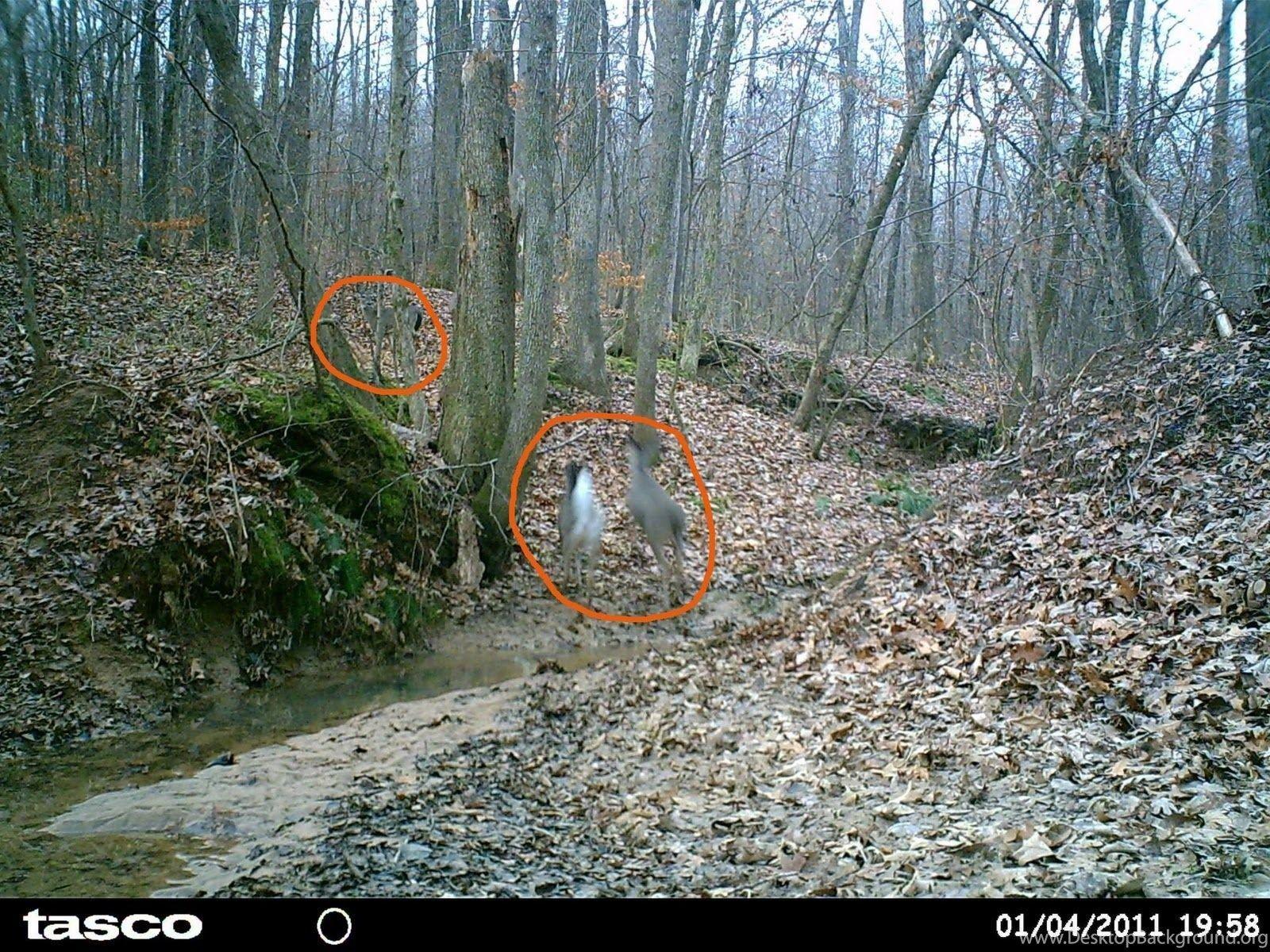 1600x1200 Deer Hunting Background Cool Duck Hunting Picture Funny Deer. Desktop Background