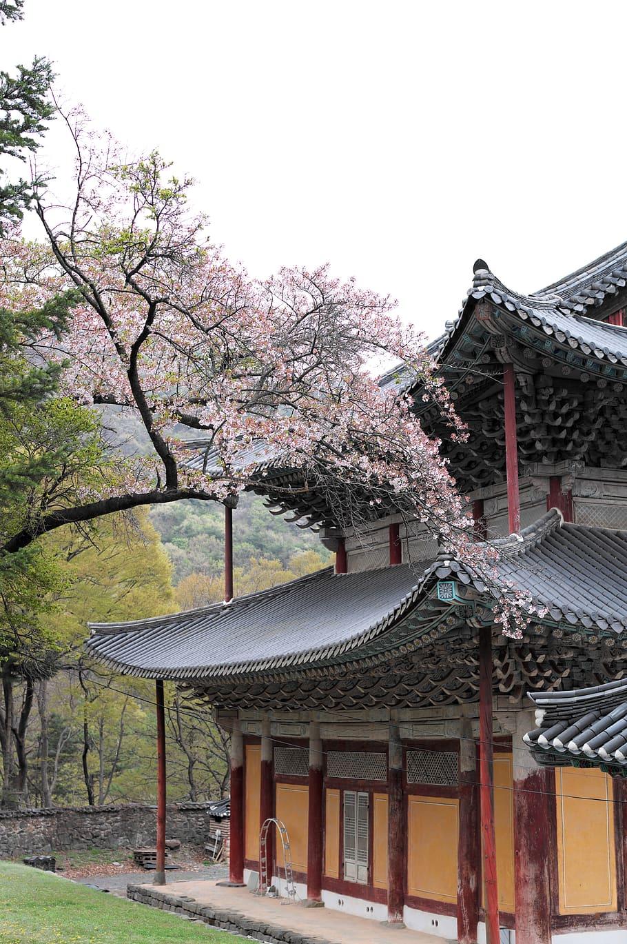 910x1369 Korea, Temple, Section, Travel, Buddhism, Tourism