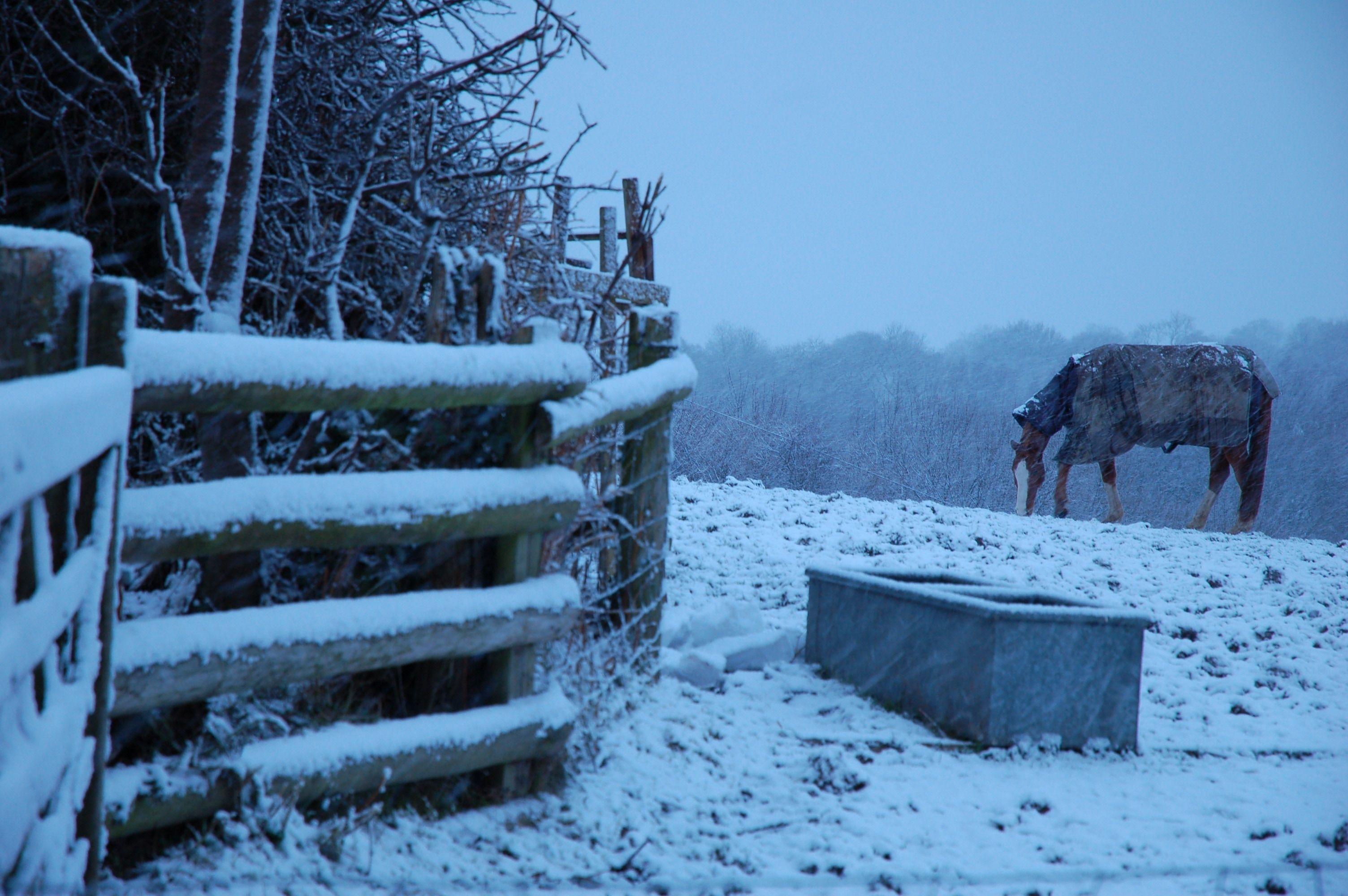 3008x2000 black snow horse free image