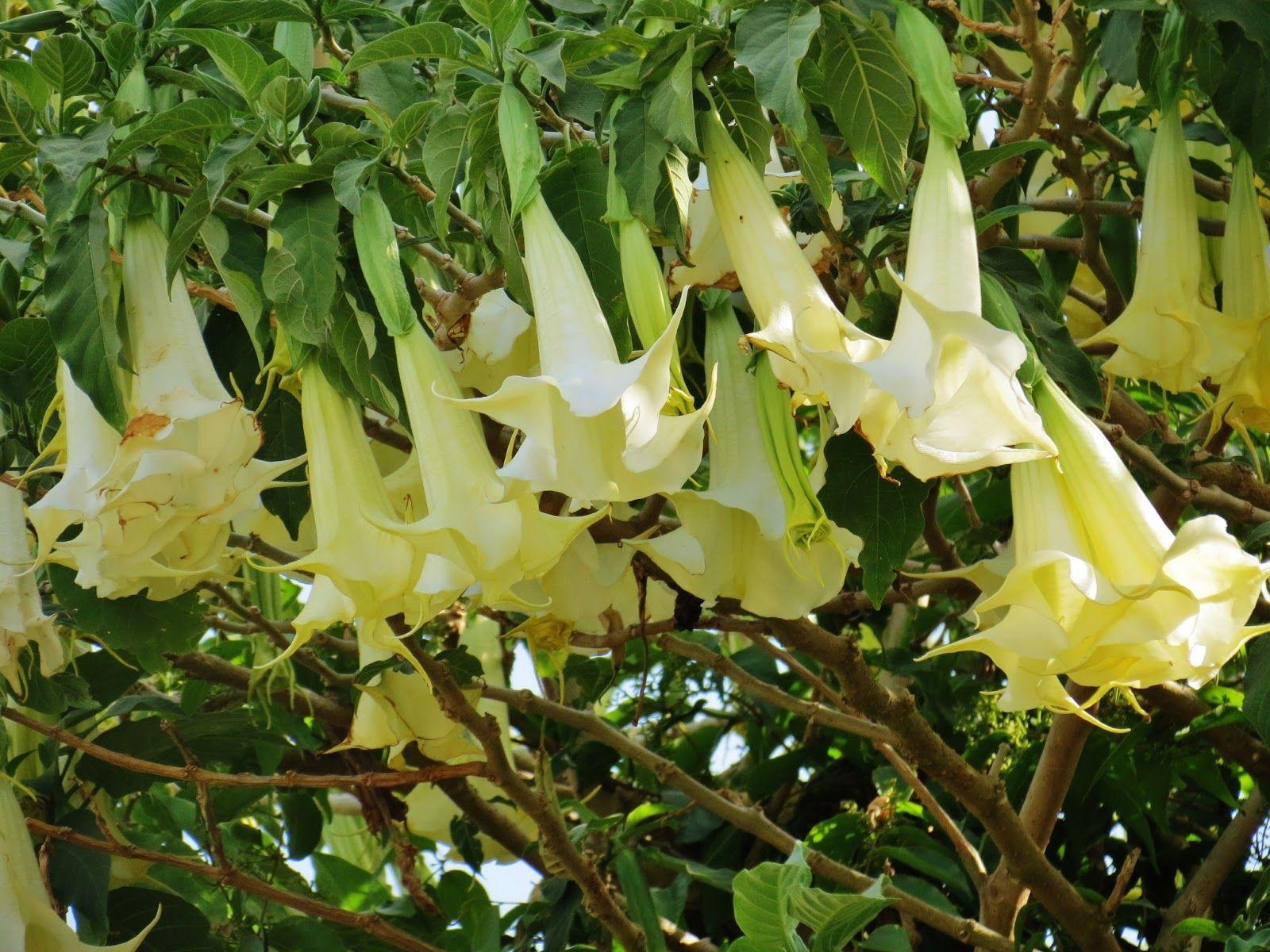 1600x1200 Flowers Photo hallucinogenic angel trumpet flowers. Angel trumpet, Flowers, Trumpet