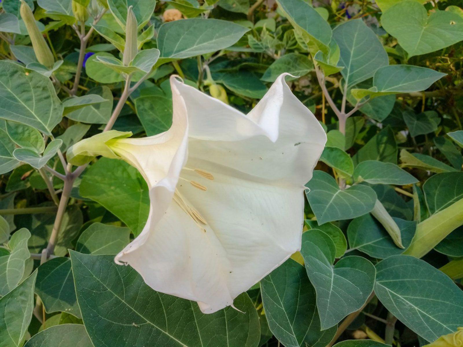 1600x1200 Datura Plant Growing: Information About Datura Trumpet Flower Care