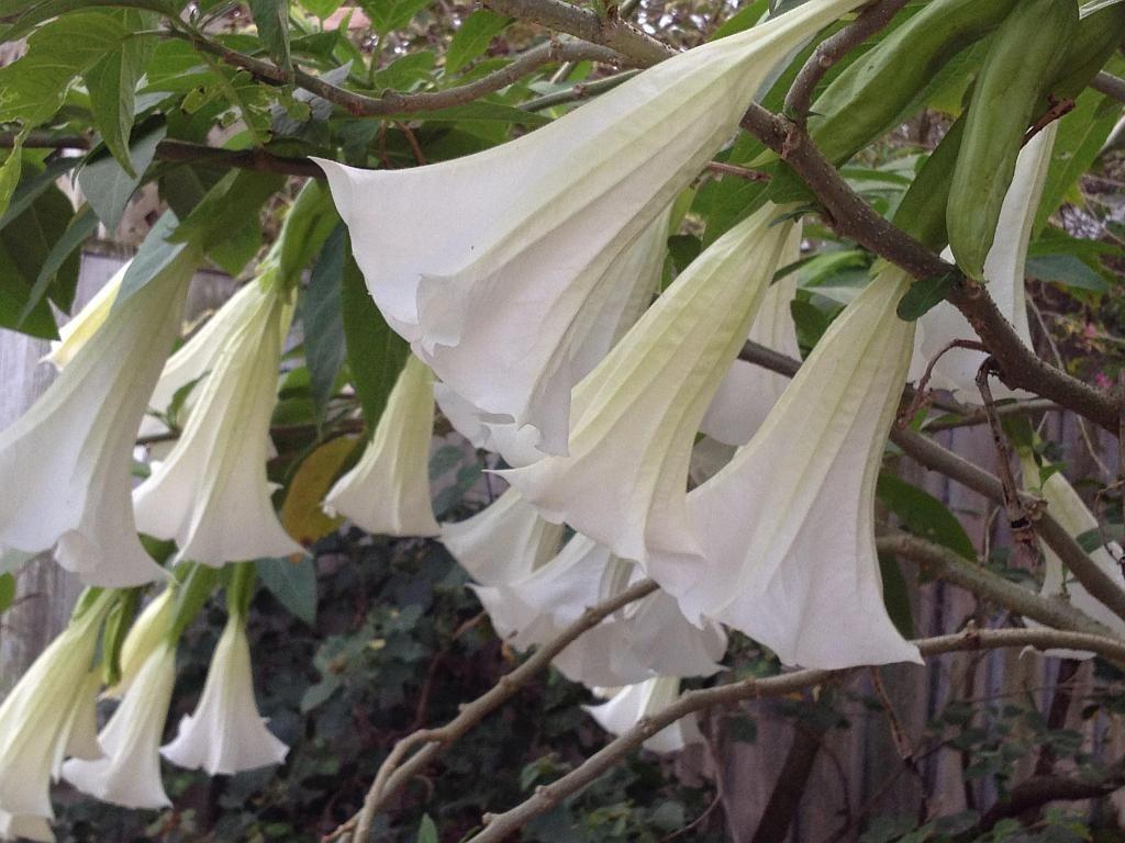1024x768 GIANT WHITE Brugmansia Angels Trumpet Live Tropical Plant Large Fragrant Pure White Flowers Starter Size 4 Inch Emerald TM. Angel trumpet, Brugmansia, White flowers