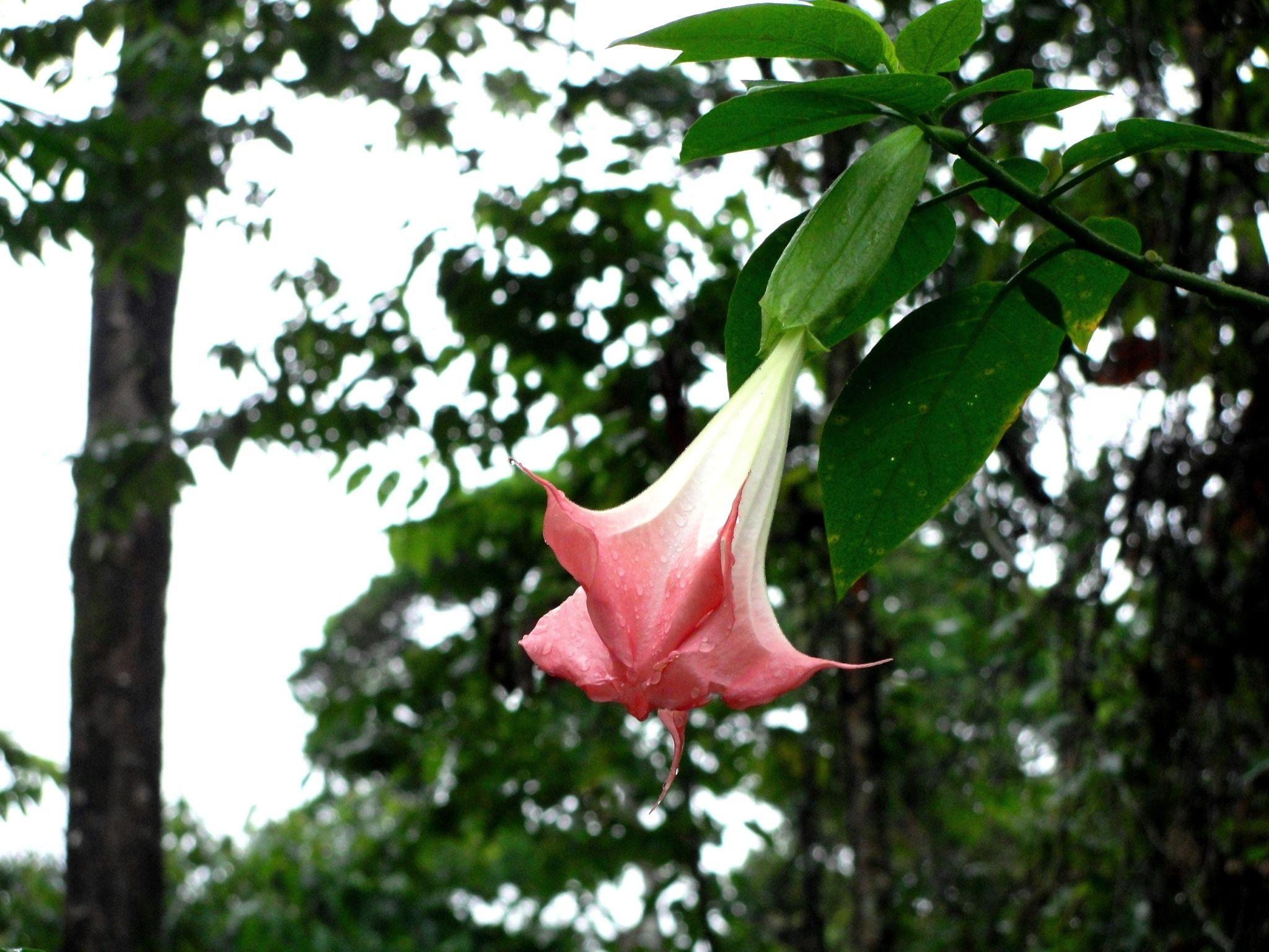 2048x1536 Flowers Photo hallucinogenic angel trumpet flowers. Angel trumpet, Flowers, Trumpet