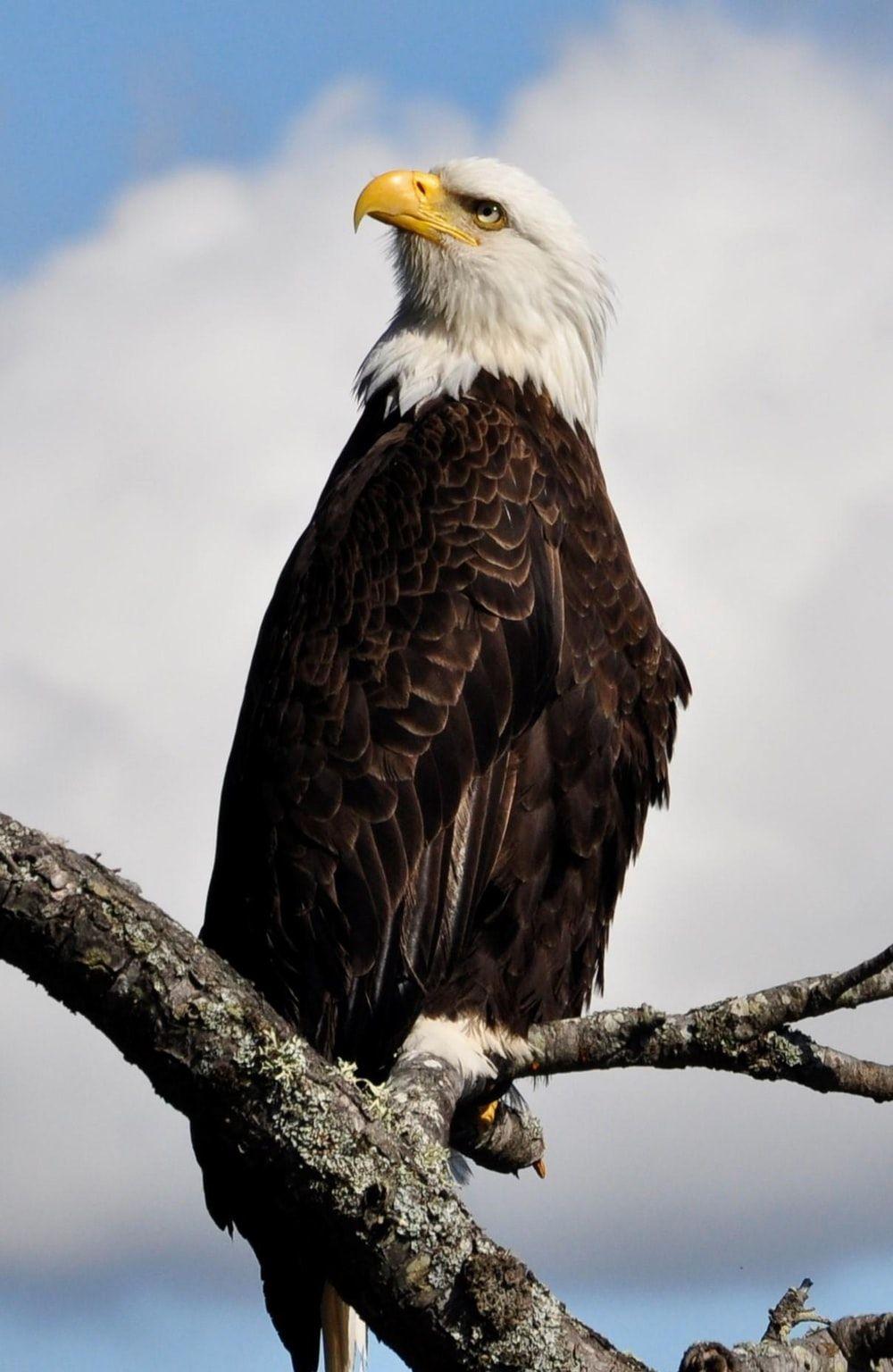 1000x1536 American Bald Eagle Picture. Download Free Image