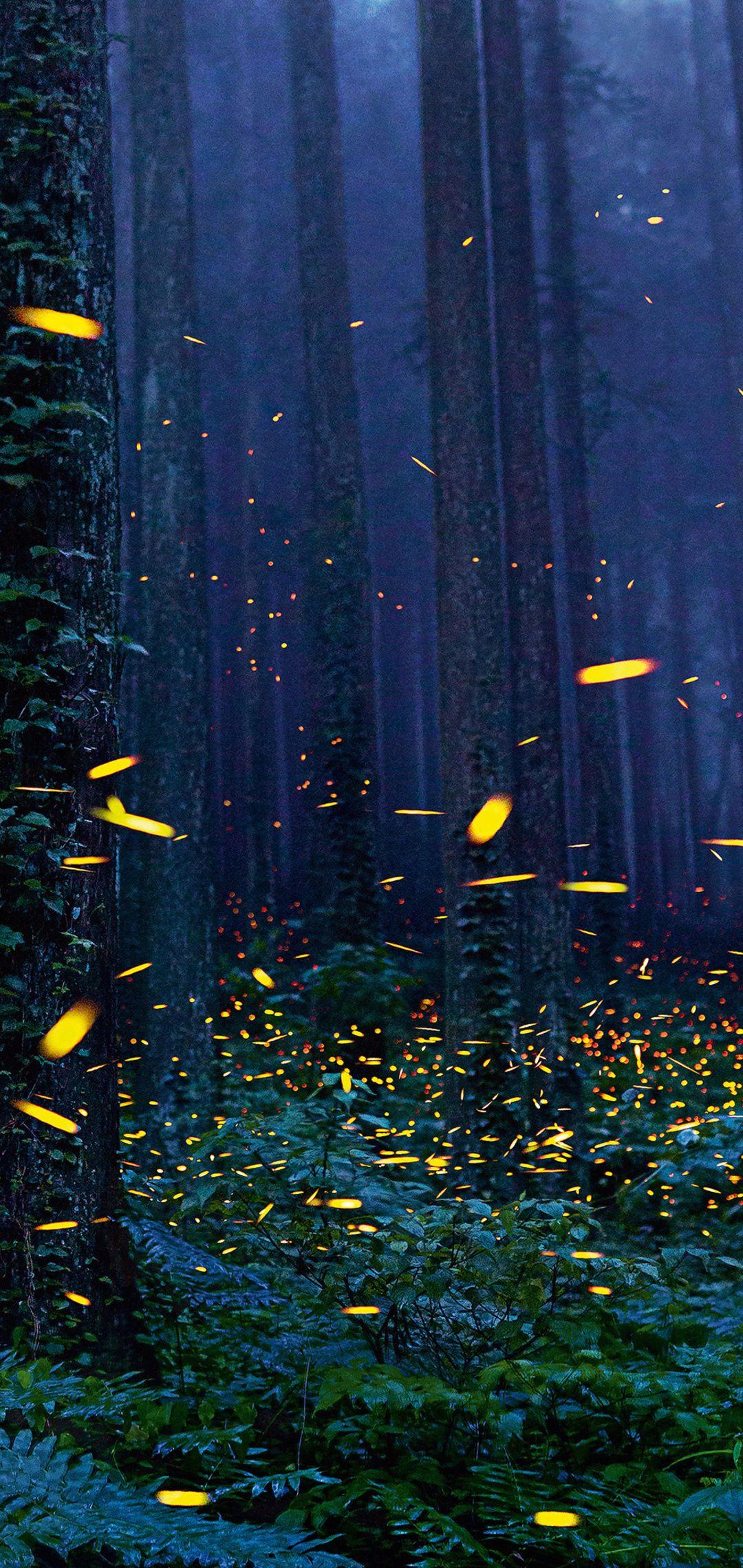 Firefly HD Wallpapers - Top Free Firefly HD Backgrounds - WallpaperAccess