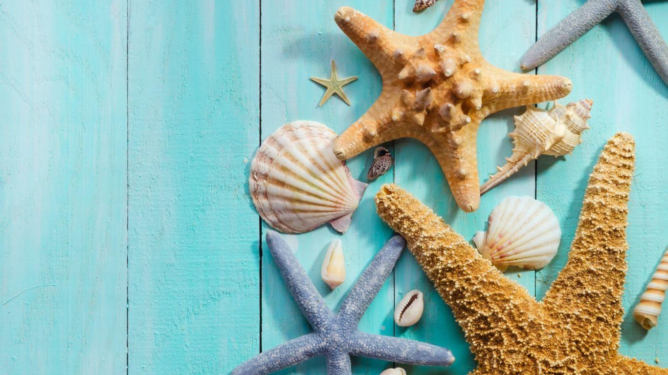 Pure Seaside Beach Starfish Seashell iPhone Wallpapers Free Download