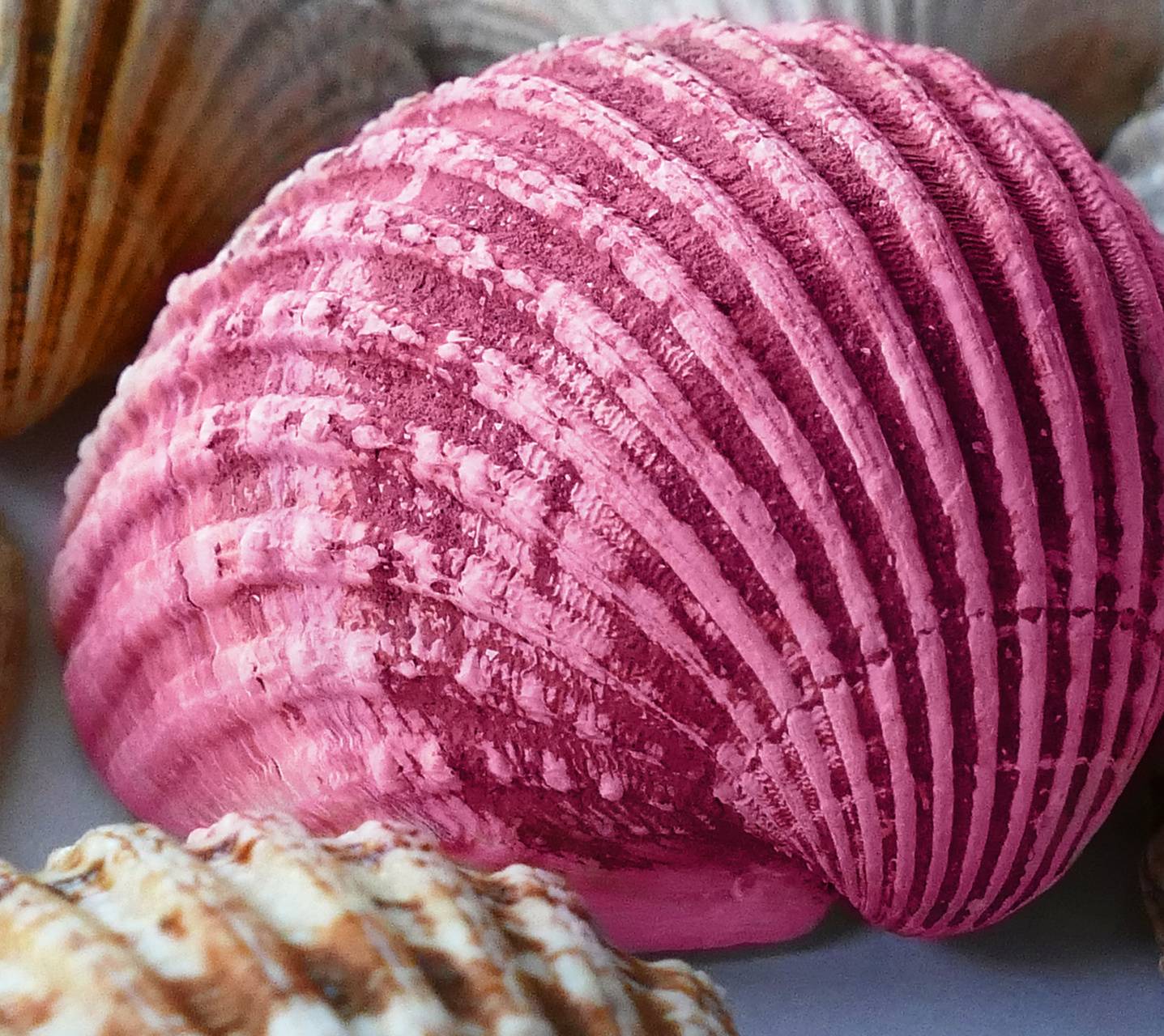 Pink Seashell Wallpapers - Top Free Pink Seashell Backgrounds