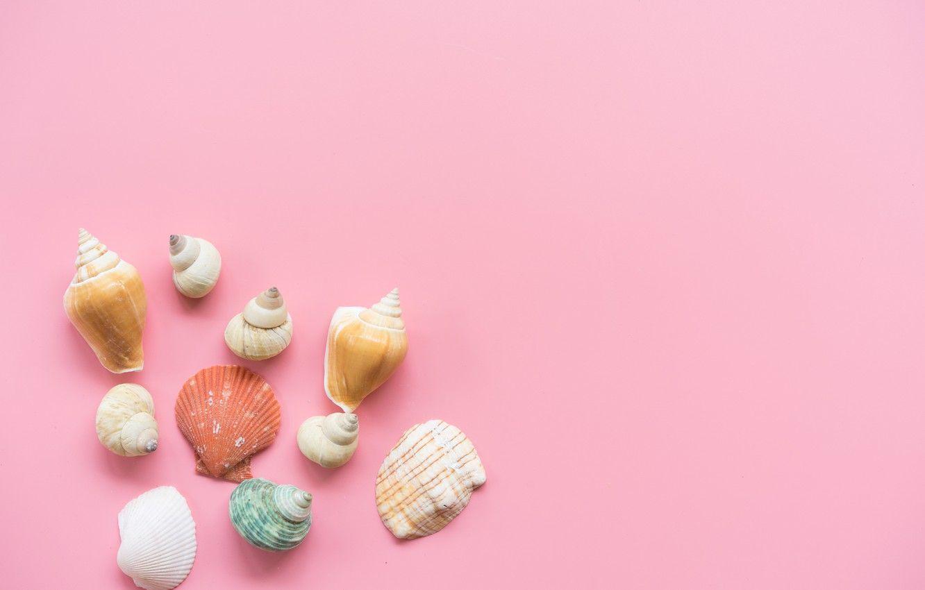 Pink Seashell Wallpapers - Top Free Pink Seashell Backgrounds ...