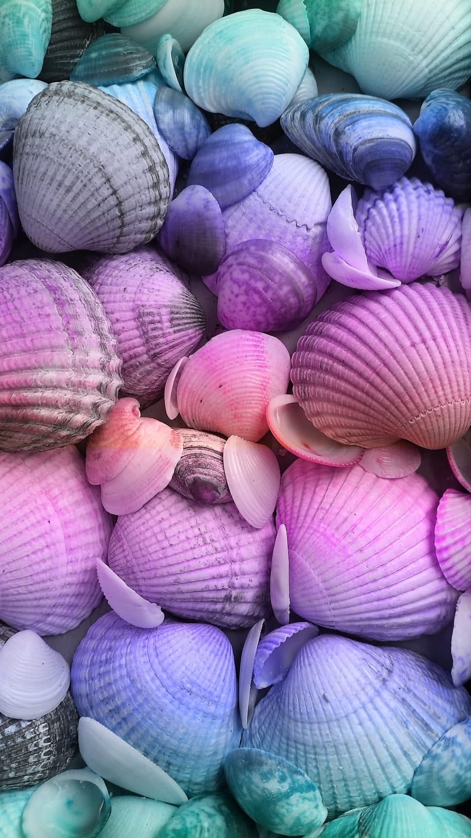 Pink Seashell Wallpapers - Top Free Pink Seashell Backgrounds