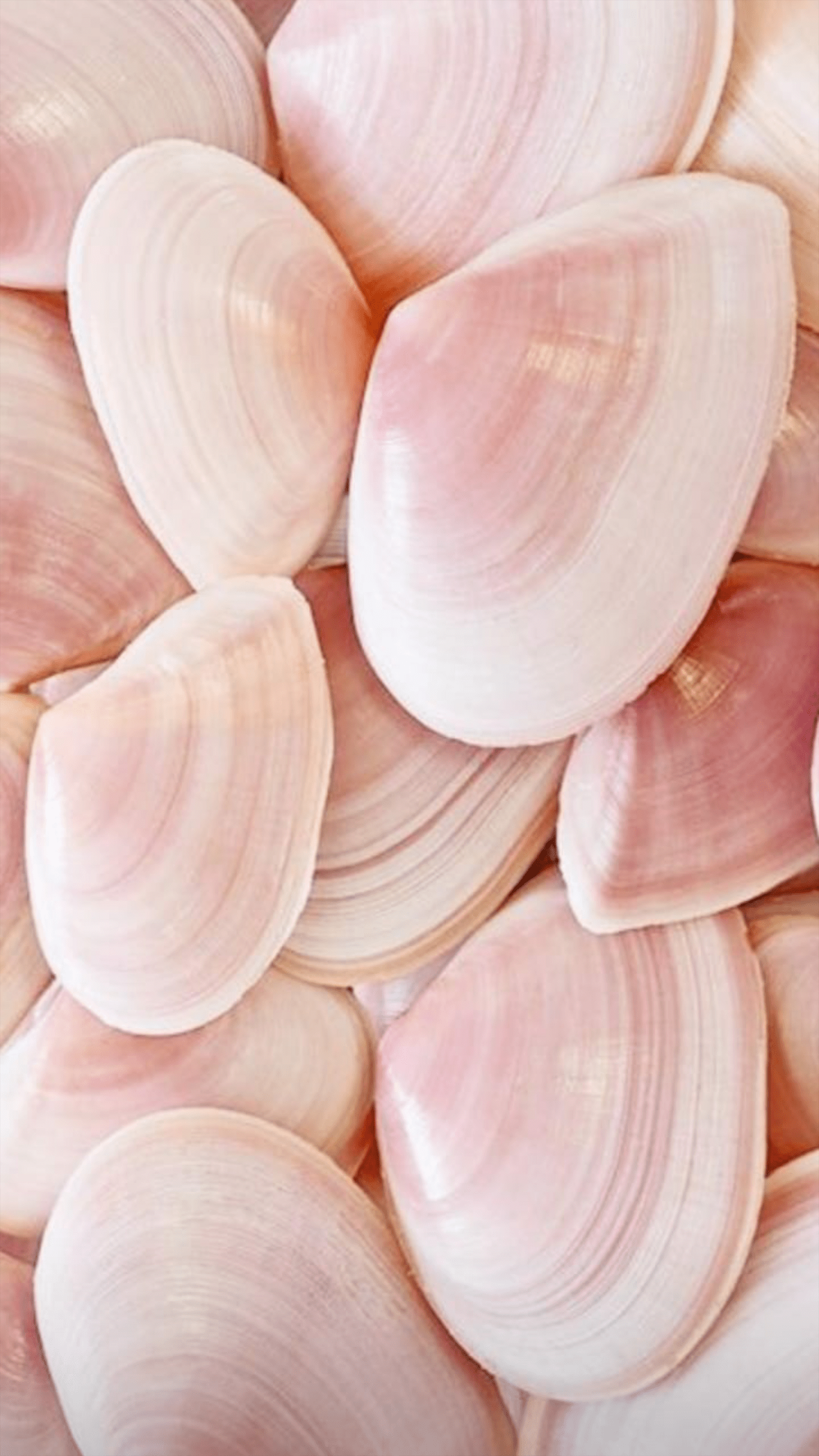 Pink Seashell Wallpapers - Top Free Pink Seashell Backgrounds