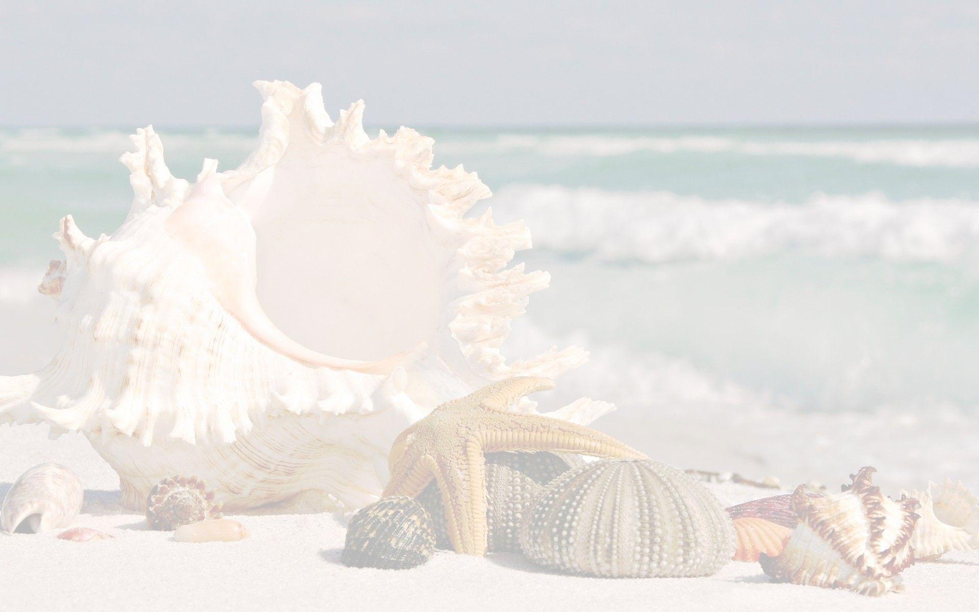 Pink Seashell Wallpapers - Top Free Pink Seashell Backgrounds