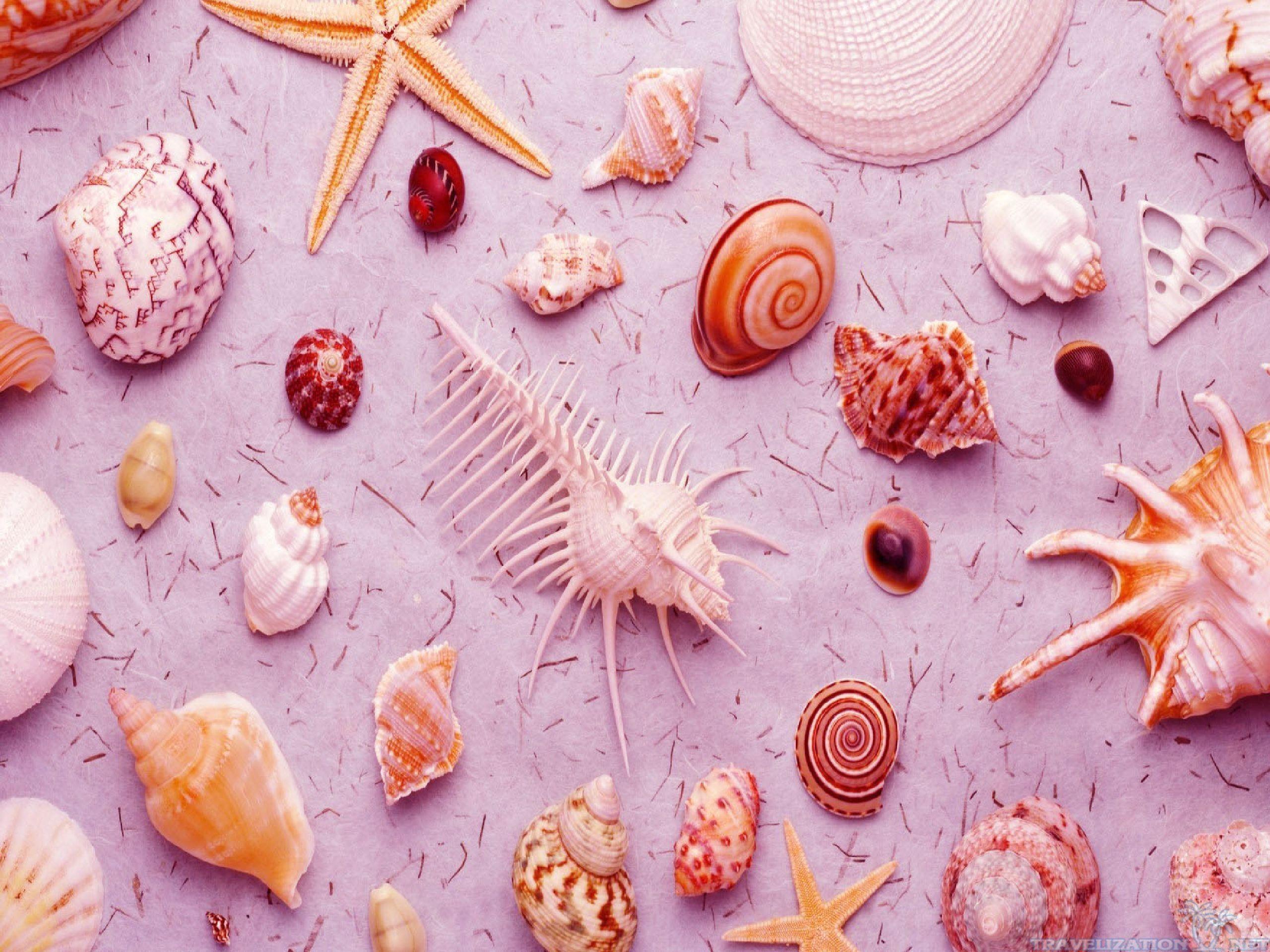 Pink Seashell Wallpapers - Top Free Pink Seashell Backgrounds