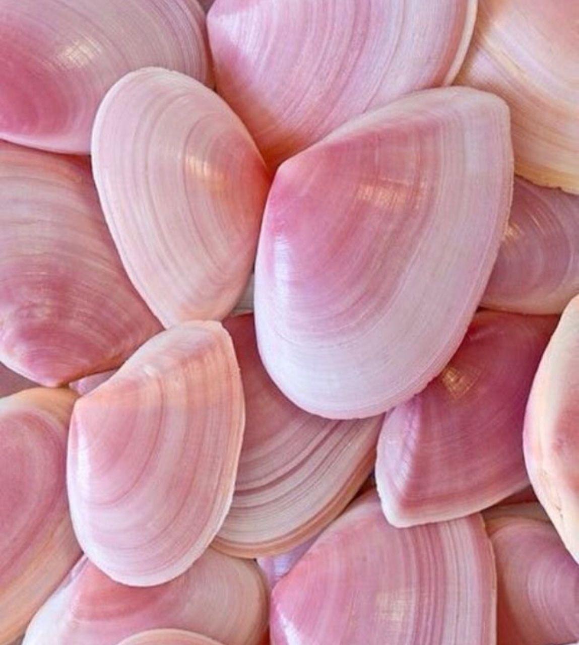 Pink Seashell Wallpapers - Top Free Pink Seashell Backgrounds