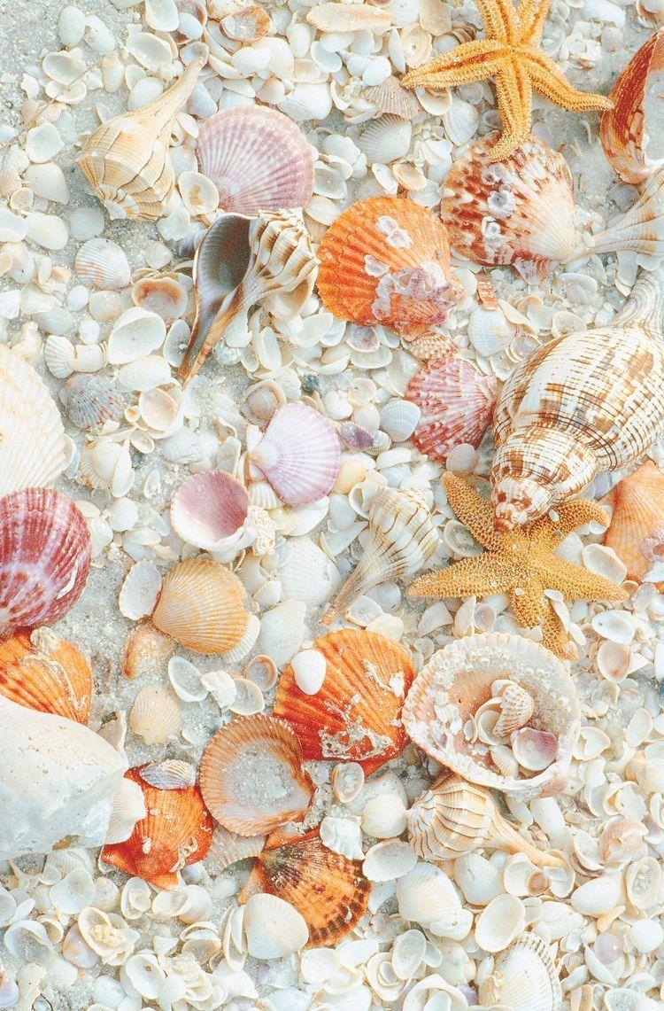 Pink Seashell Wallpapers - Top Free Pink Seashell Backgrounds