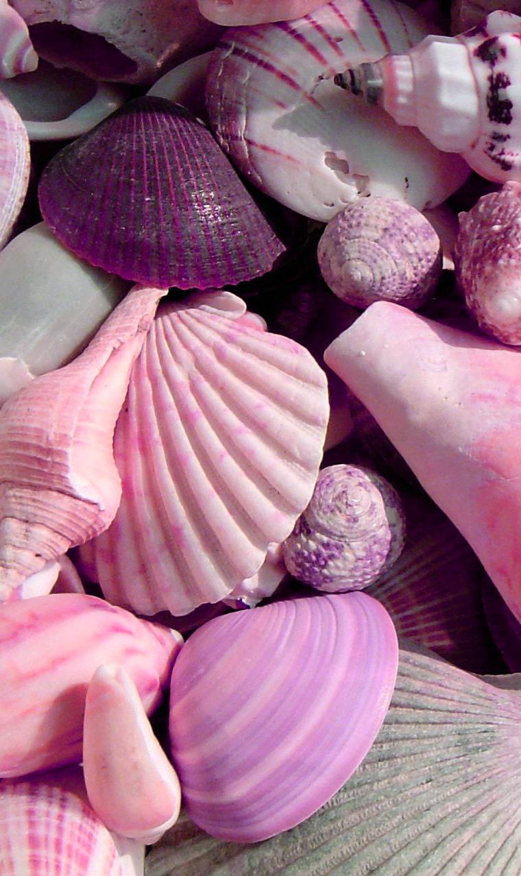 Pink Seashell Wallpapers - Top Free Pink Seashell Backgrounds