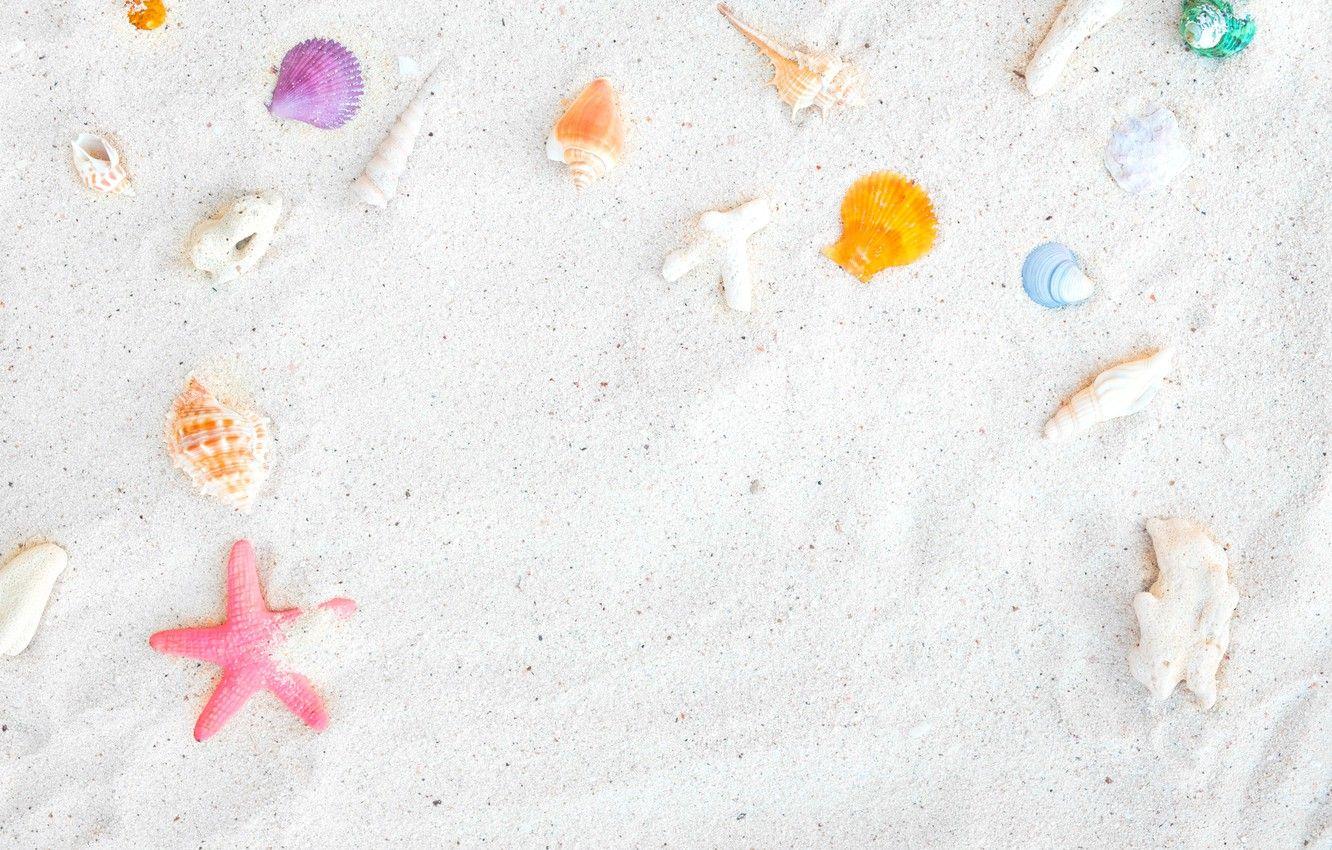 Pink Seashell Wallpapers - Top Free Pink Seashell Backgrounds