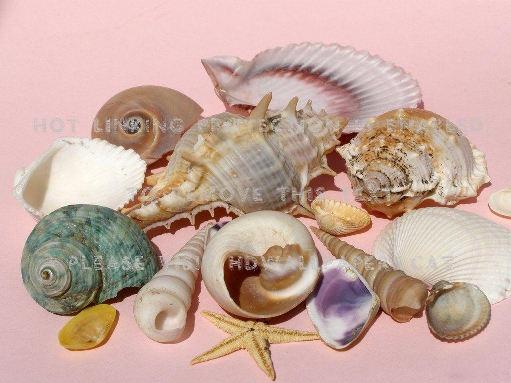 Pink Seashell Wallpapers - Top Free Pink Seashell Backgrounds