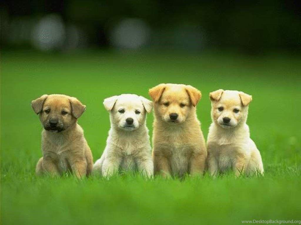 Cute Puppy Wallpaper:Amazon.co.uk:Appstore for Android