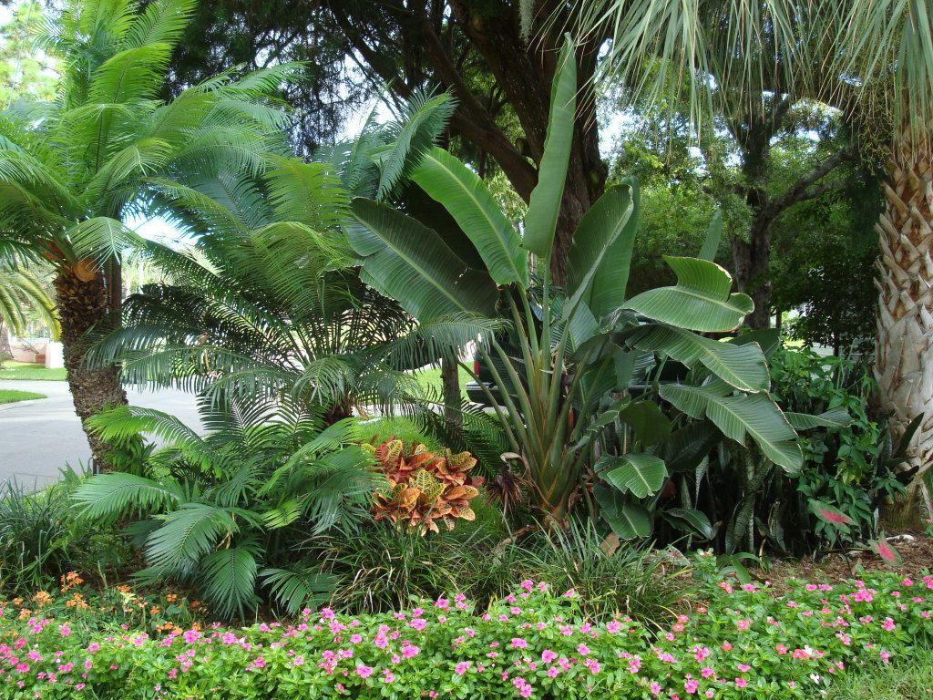 1024x768 Free download Tropical Garden Wallpaper Picture of tropical plants [1024x768] for your Desktop, Mobile & Tablet. Explore Free Tropical Landscape Wallpaper. Tropical Waterfall Desktop Wallpaper, HD Wallpaper Tropical, 1080P