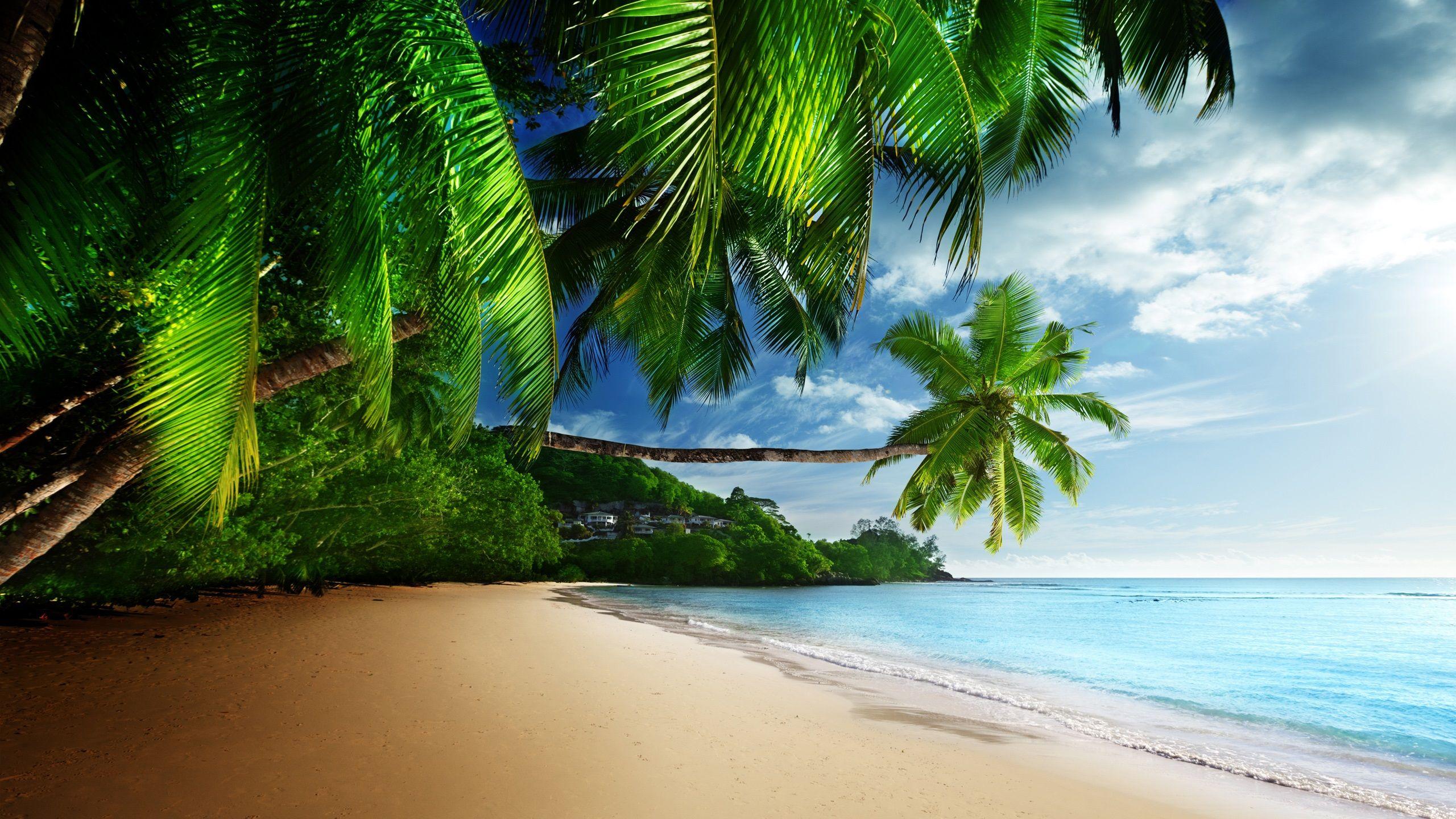 2560x1440 Wallpaper Tropical landscape, palm trees, sunshine, beach, coast, sea, sky, blue 2560x1440 QHD Picture, Image