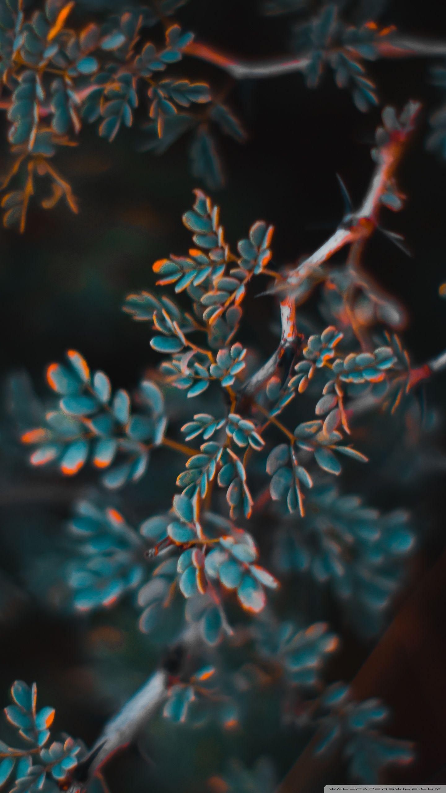 1440x2560 Teal and Orange Ultra HD Desktop Background Wallpaper for 4K UHD TV : Widescreen & UltraWide Desktop & Laptop : Tablet