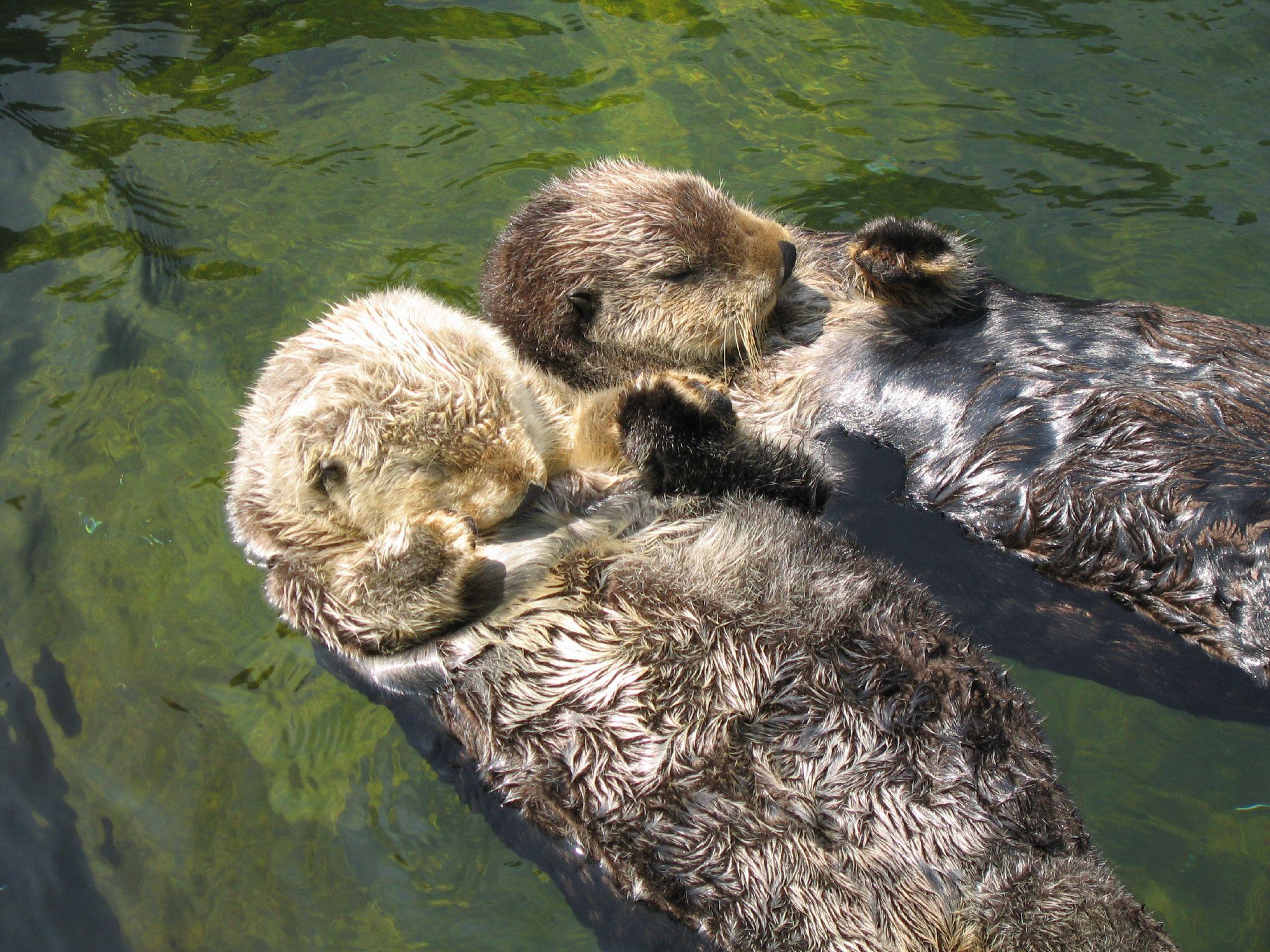 2048x1536 Otters Holding Hands Cute