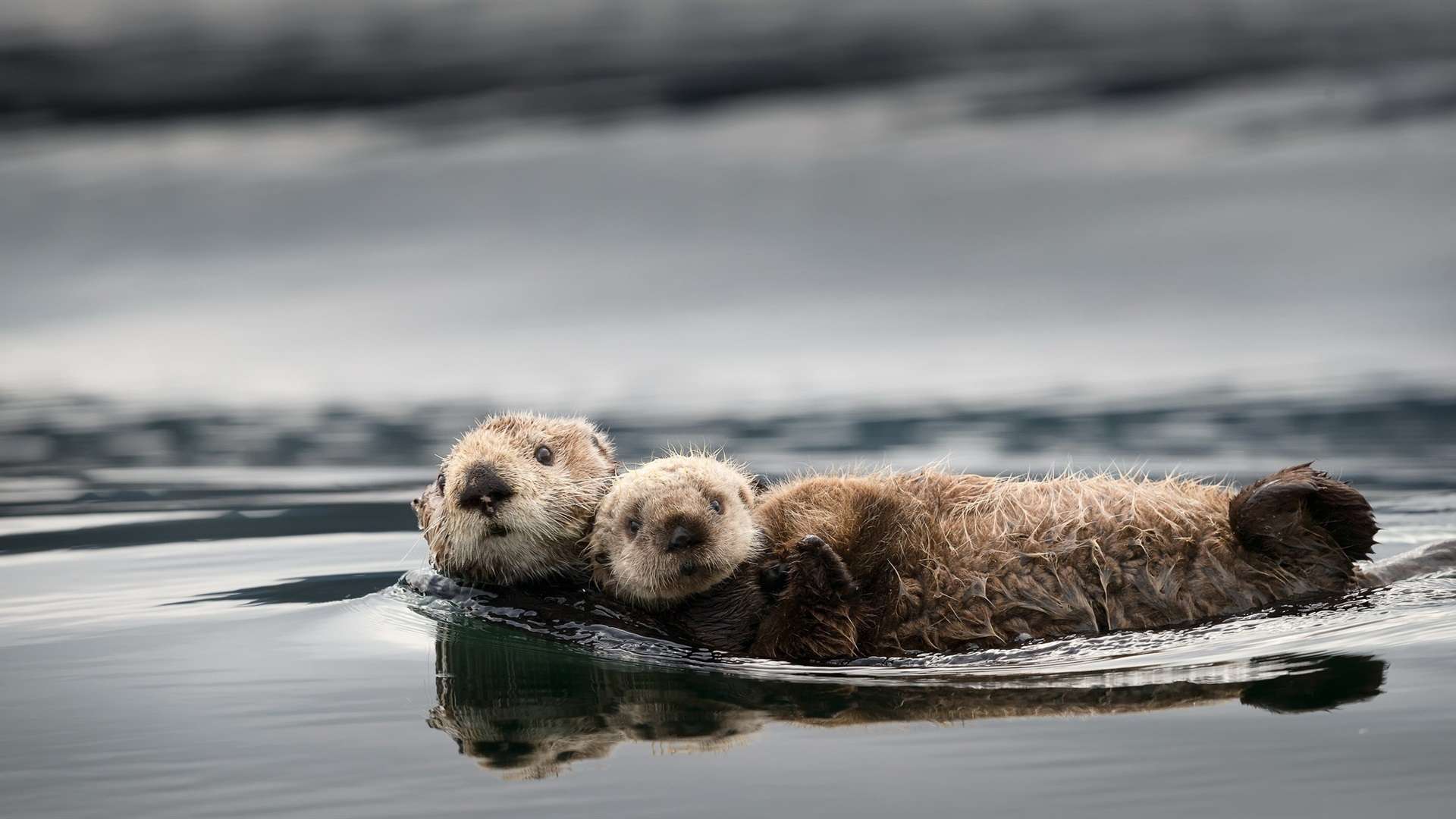 1920x1080 Windows 10 Wallpaper Otter