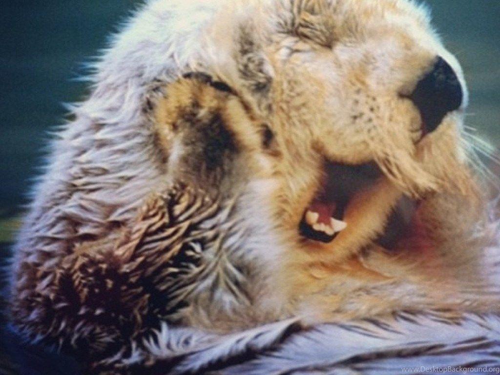 1024x768 Sea Otter Wallpaper. Desktop Background
