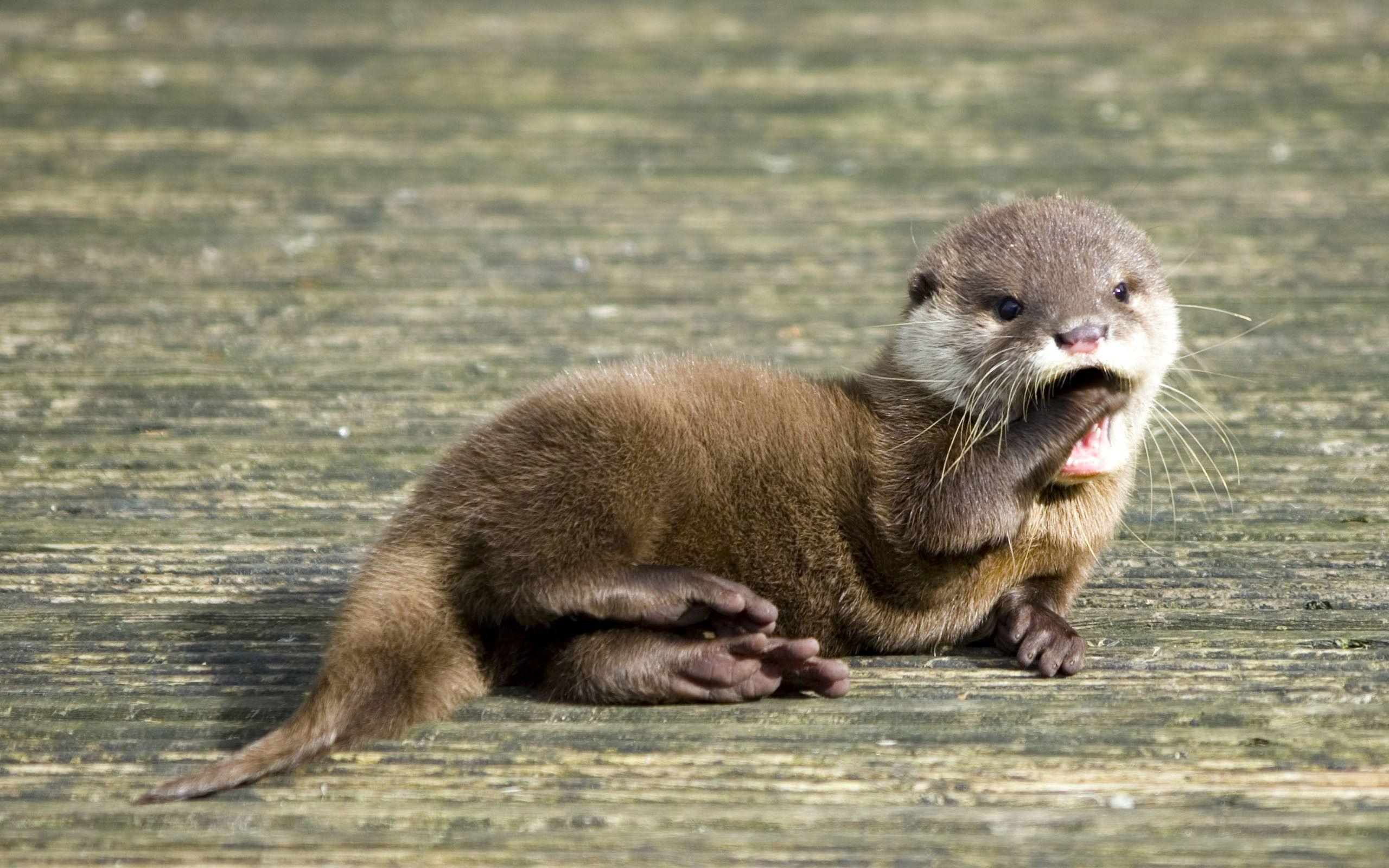 2560x1600 Sea Otter Wallpaper