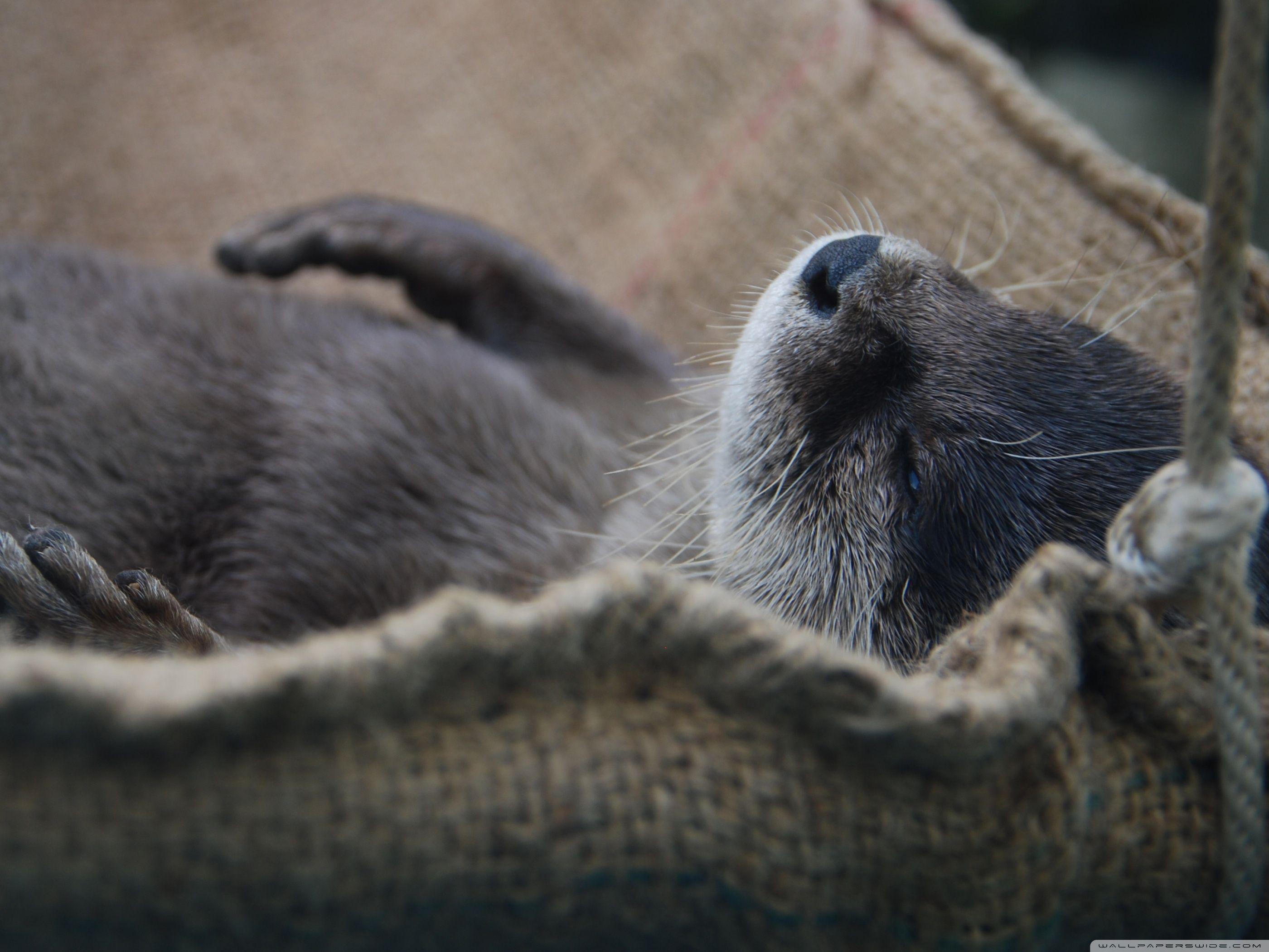 2800x2100 Nap Otter Ultra HD Desktop Background Wallpaper for 4K UHD TV : Multi Display, Dual Monitor : Tablet