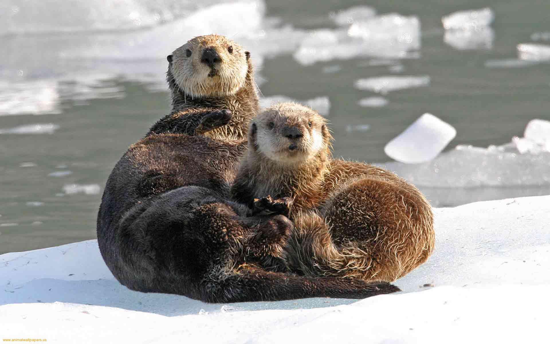 1920x1200 Otter Wallpaper. Harry Potter iPhone Wallpaper, Harry Potter Wallpaper and Funny Harry Potter Wallpaper