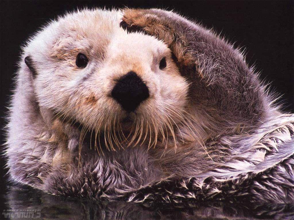 1024x768 Ideas For Desktop Cute Otter Wallpaper